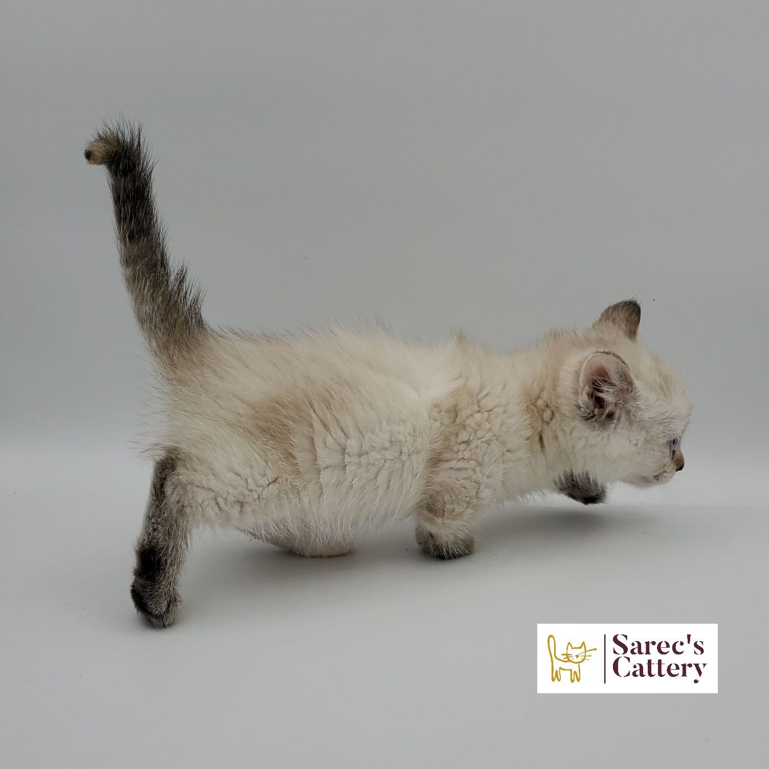 dilute calico female Sphynx kitten looking back