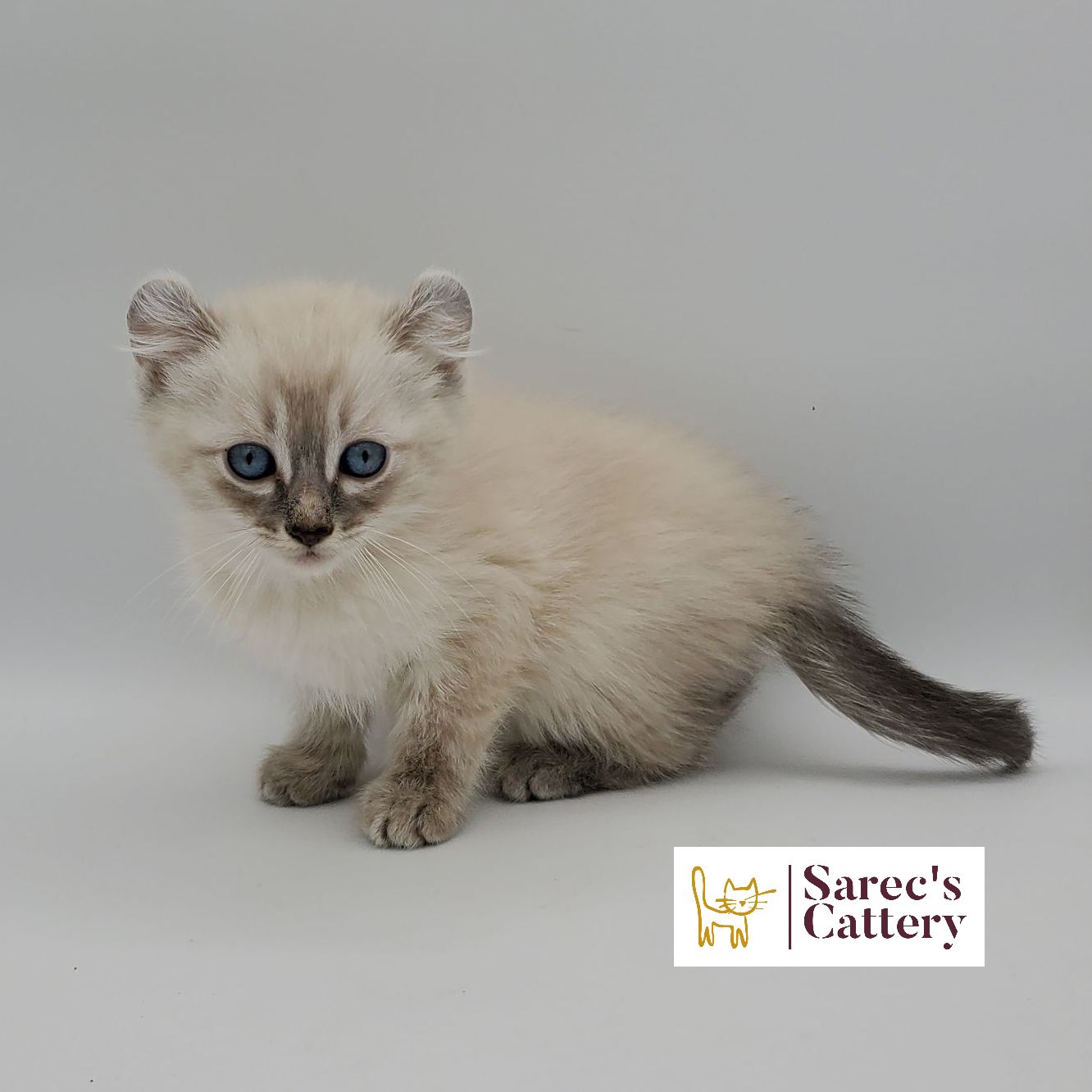 dilute minskin calico female Sphynx kitten sitting viewed from the back