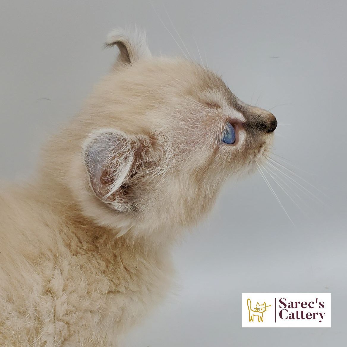 dilute minskin calico female Sphynx kitten sitting looking to the side