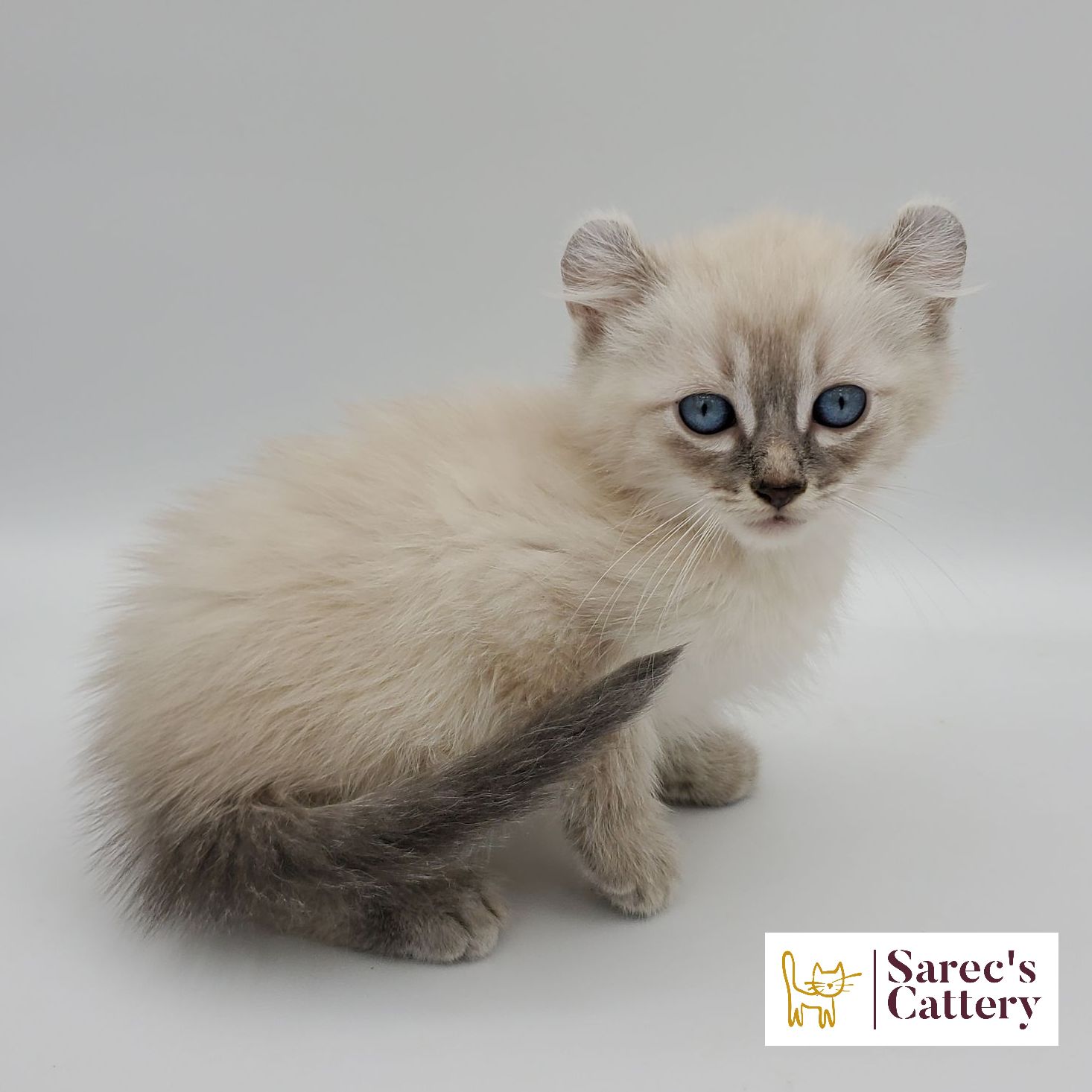 dilute minskin calico female Sphynx kitten standing looking forward