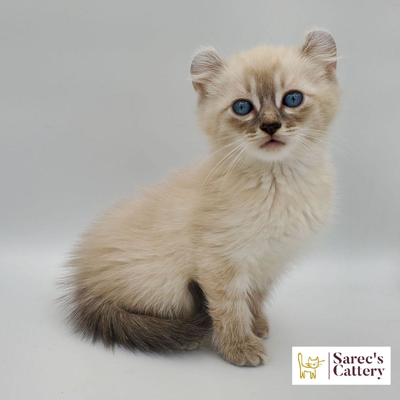 Calico Sphynx female kitten sitting and looking forward