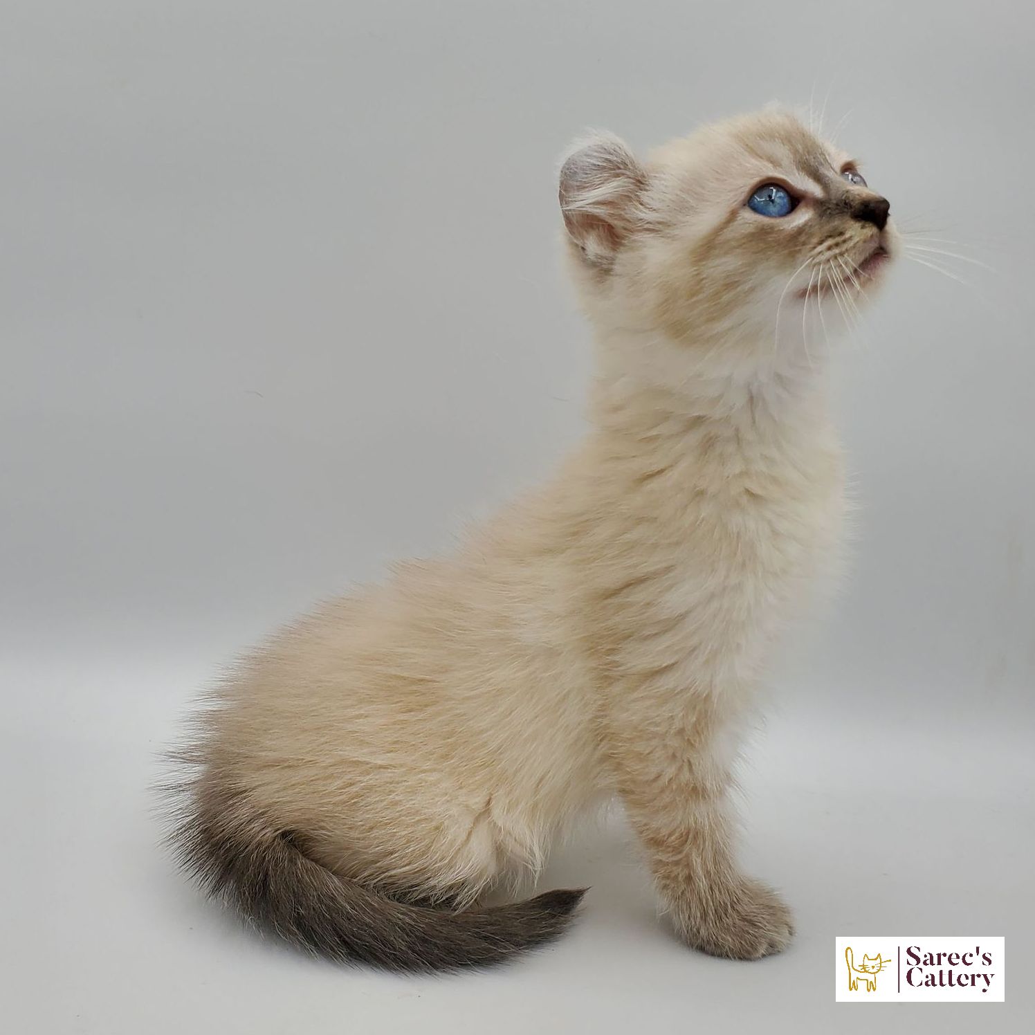 dilute minskin calico female Sphynx kitten sitting with leg tucked back