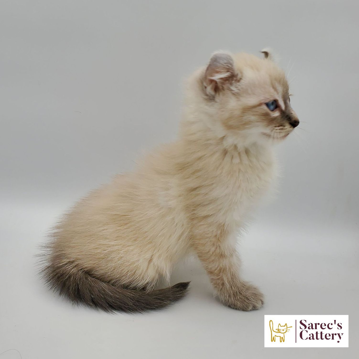 dilute minskin calico female Sphynx kitten sitting looking forward