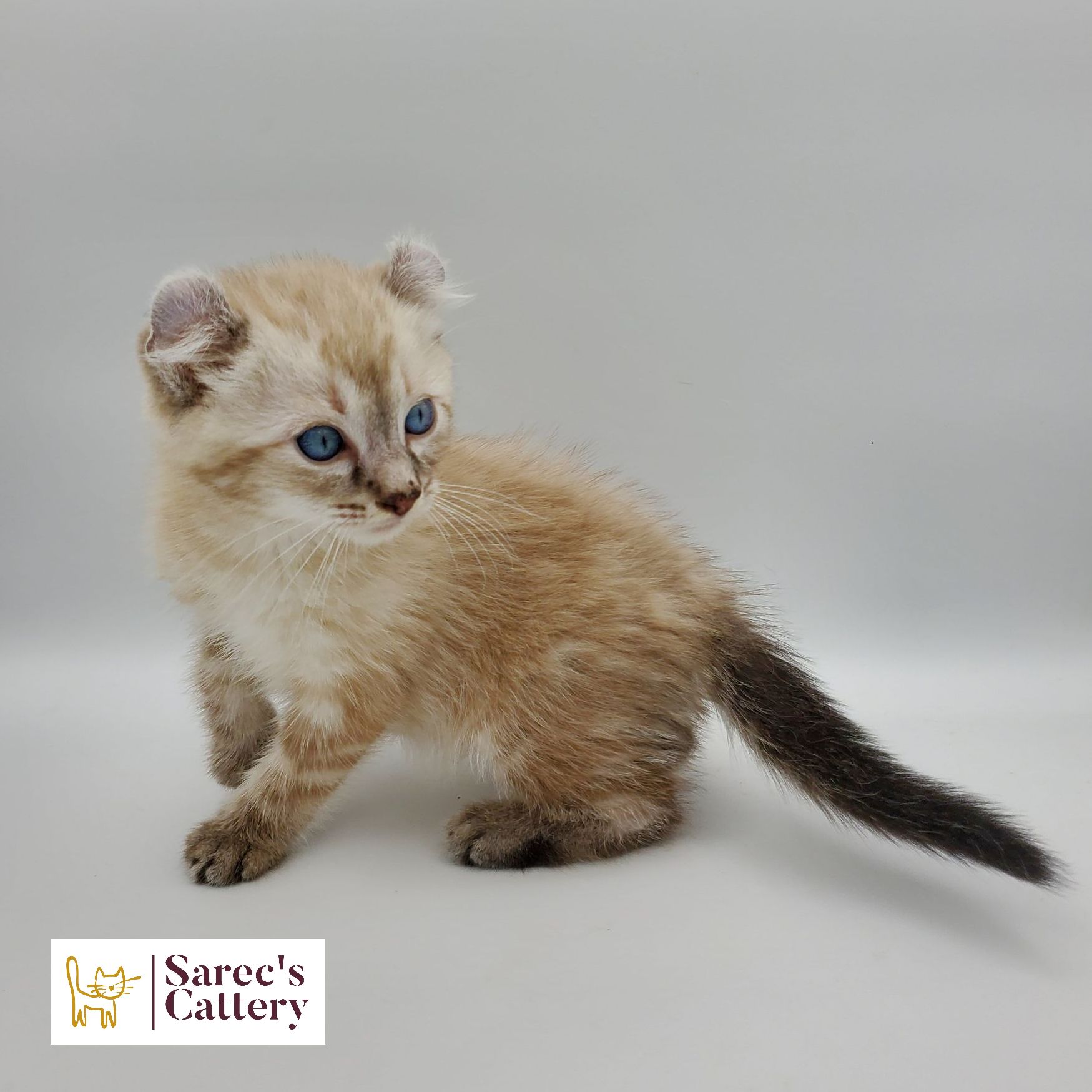 bi-color tuxedo female Sphynx kitten standing from the back