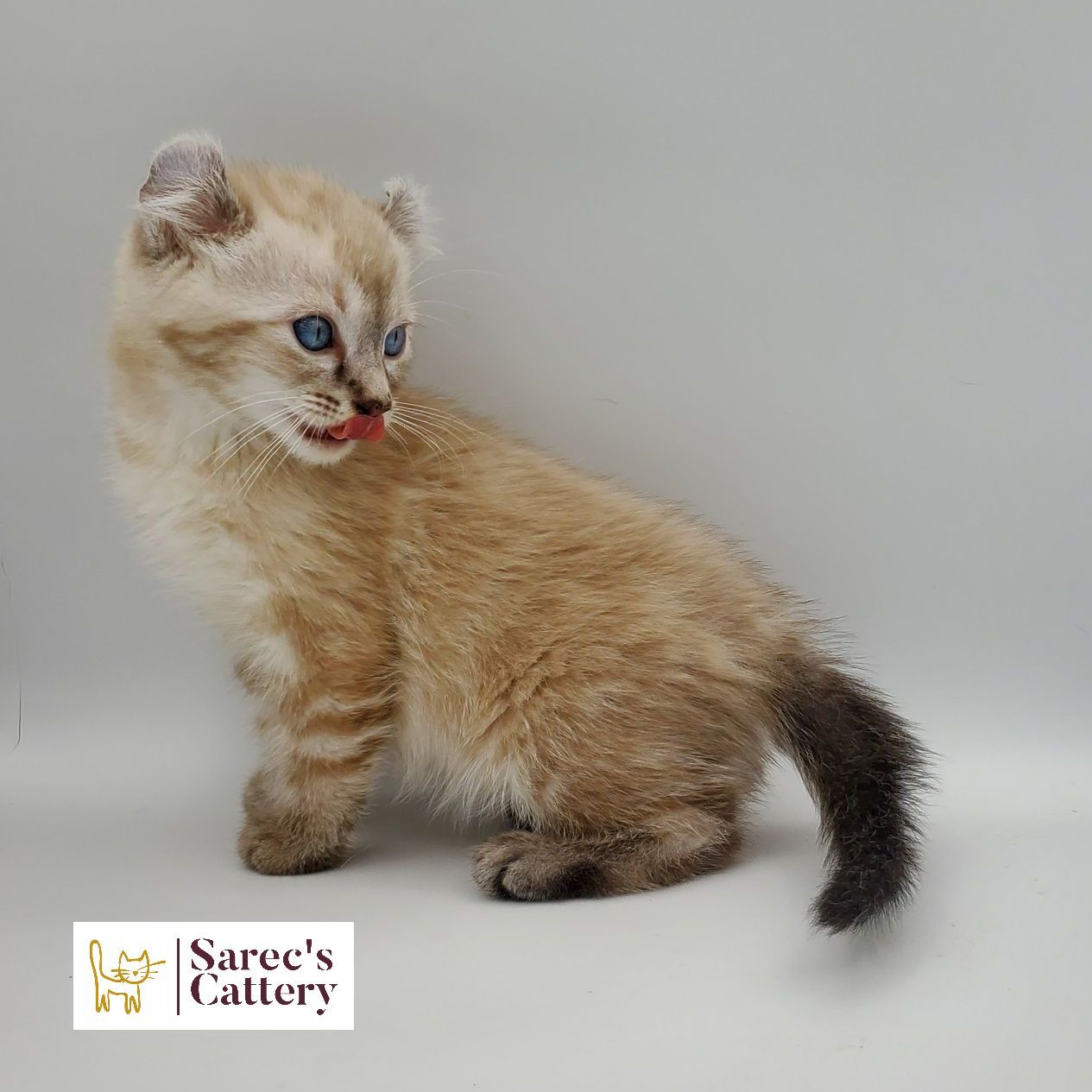 bi-color tuxedo female Sphynx kitten sitting looking to the side with leg out