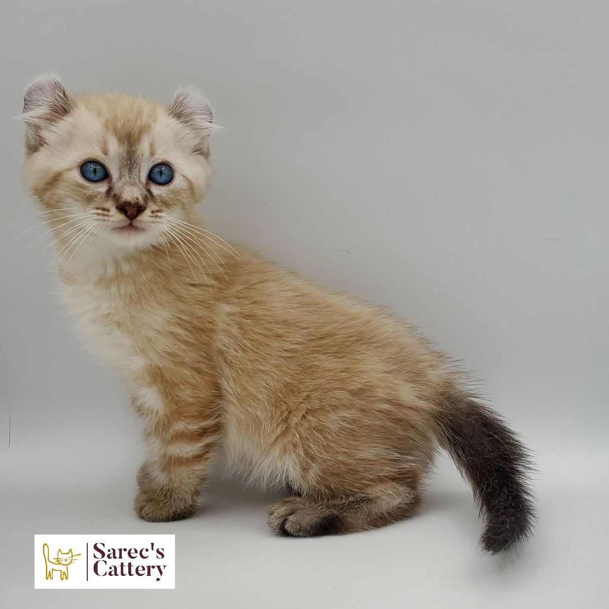bi-color tuxedo female Sphynx kitten with curled tail