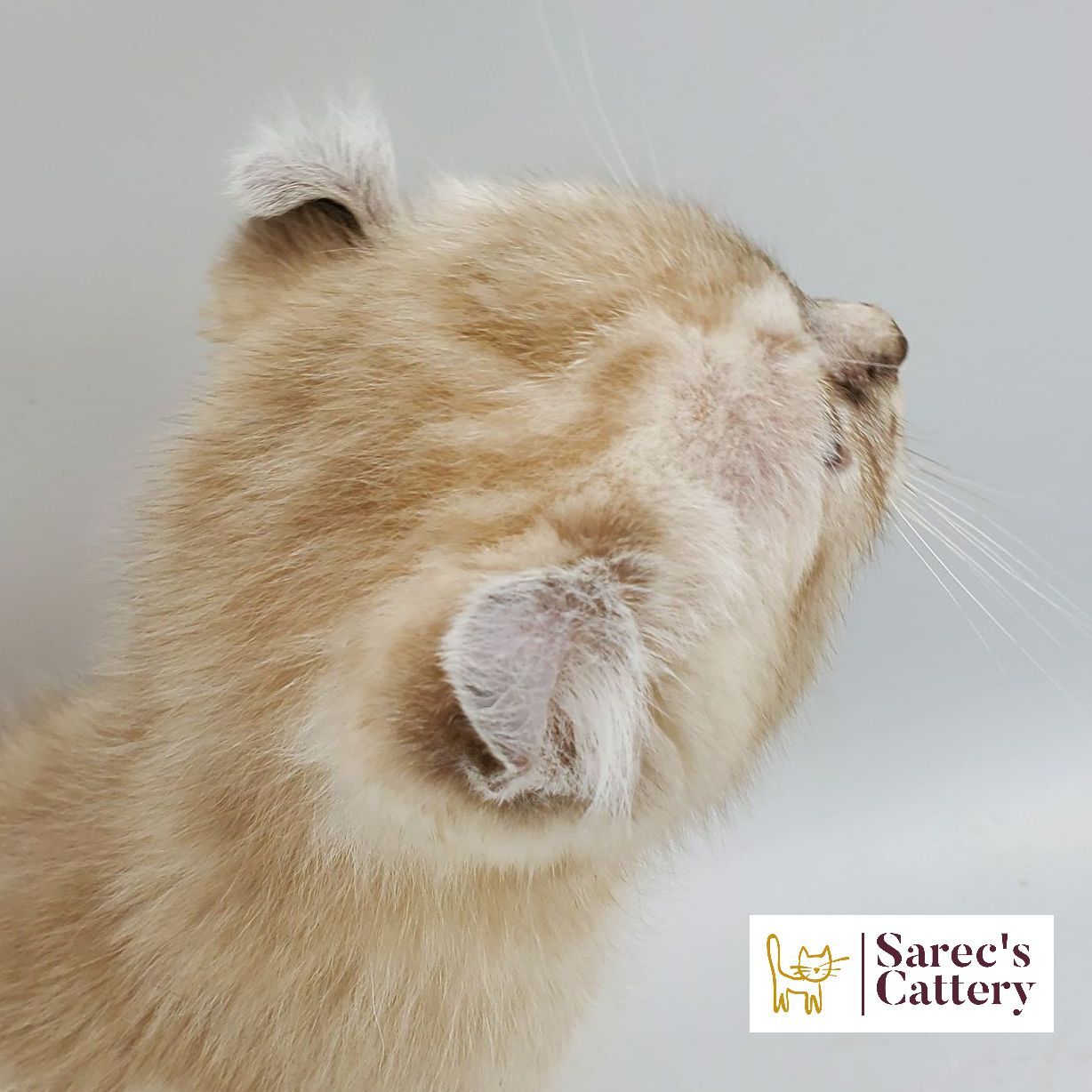 bi-color tuxedo female Sphynx kitten standing