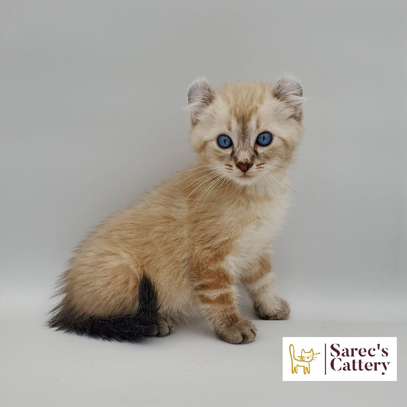 bi-color tuxedo female Sphynx kitten sitting looking forward with leg out