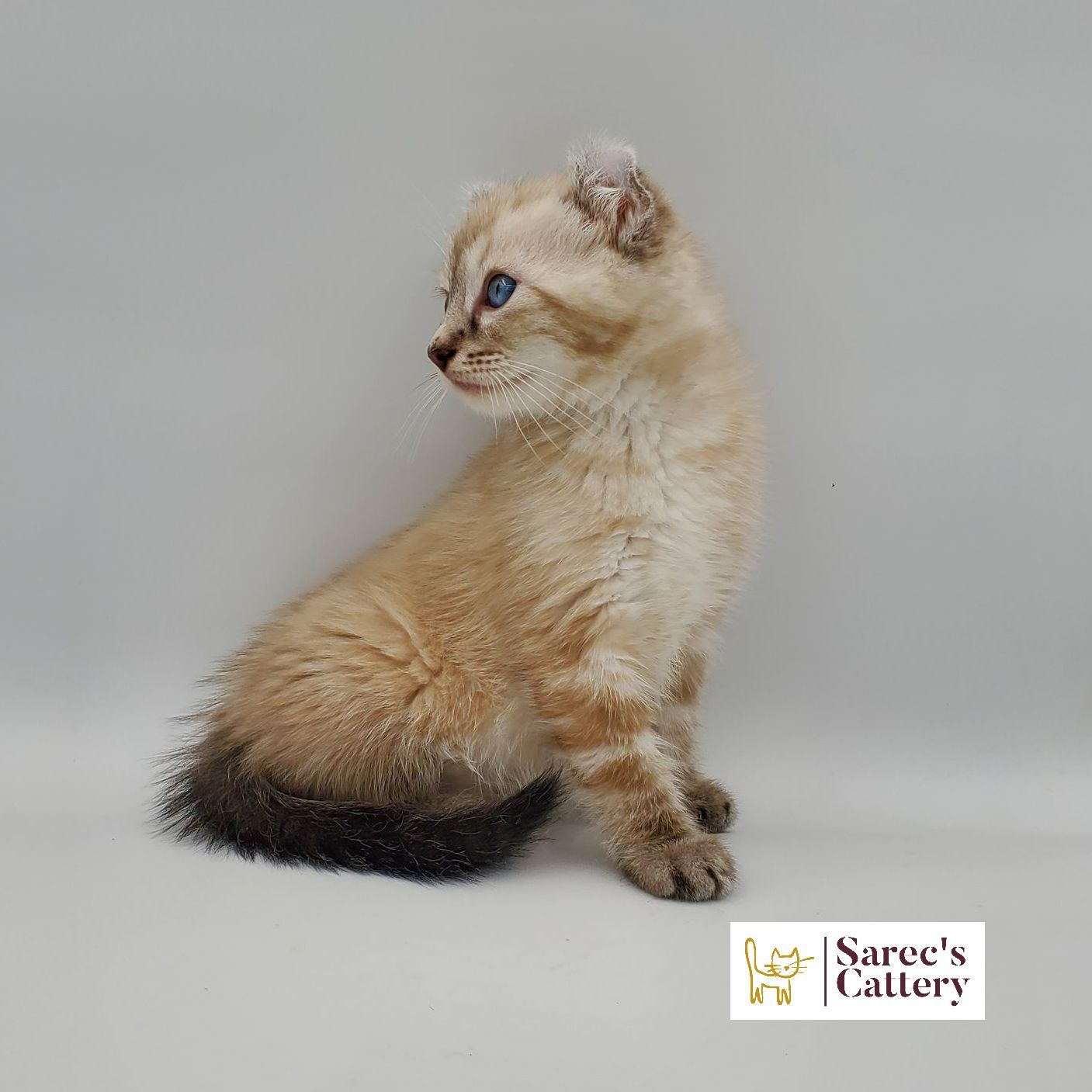 bi-color tuxedo female Sphynx kitten sitting looking forward