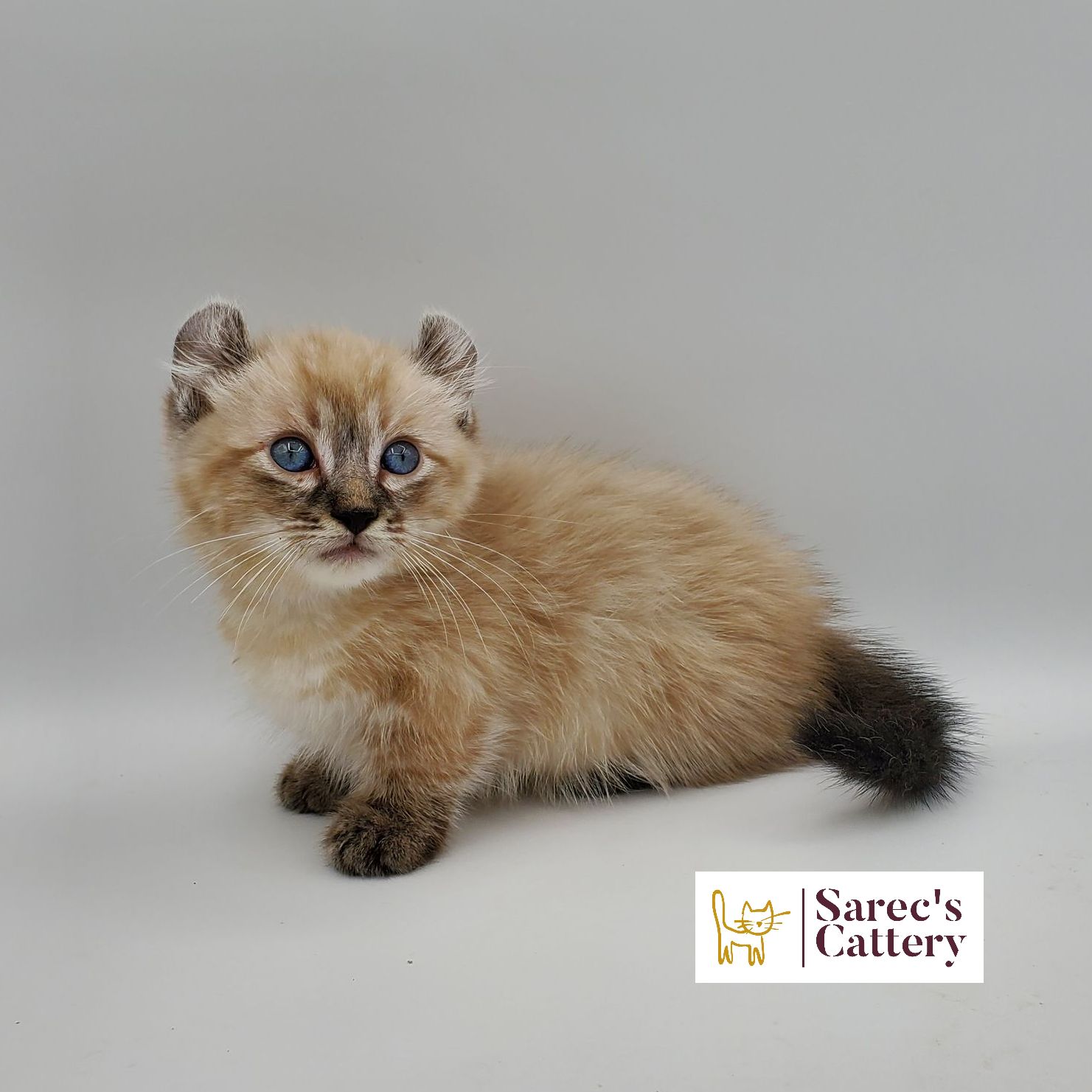dilute minskin calico female Sphynx kitten sitting viewed from the back