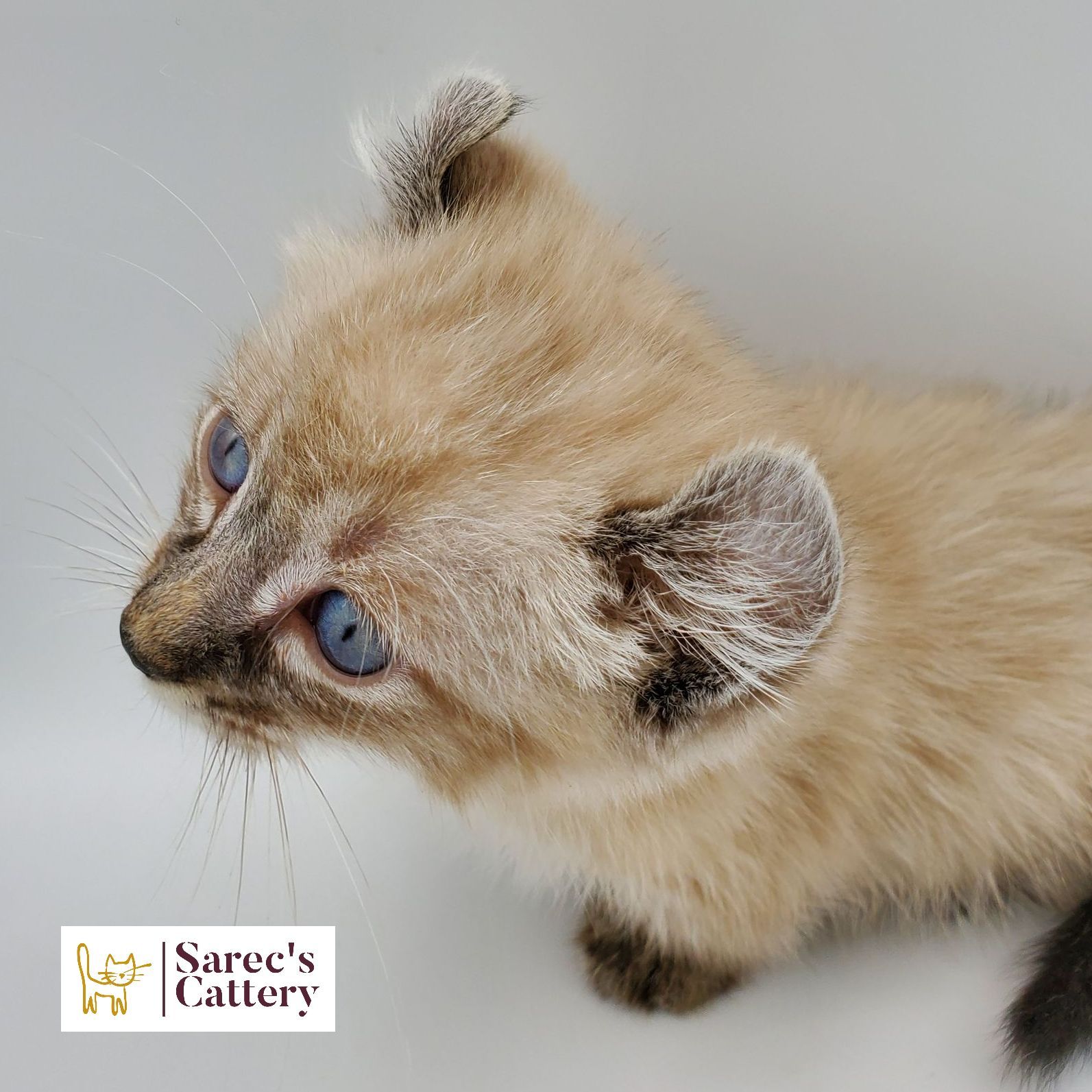 dilute minskin calico female Sphynx kitten sitting looking to the side