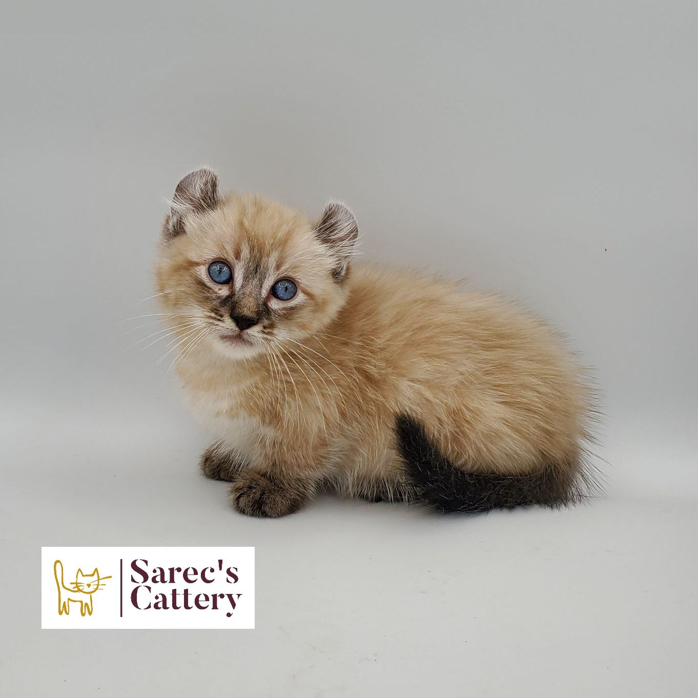 dilute minskin calico female Sphynx kitten standing looking forward