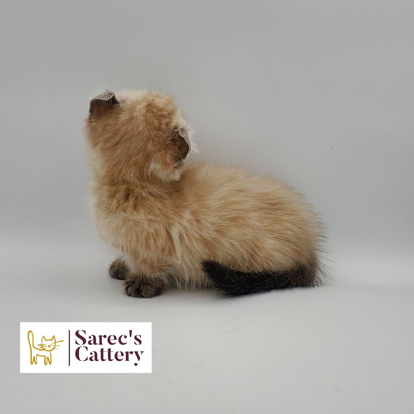 dilute minskin calico female Sphynx kitten sitting looking back