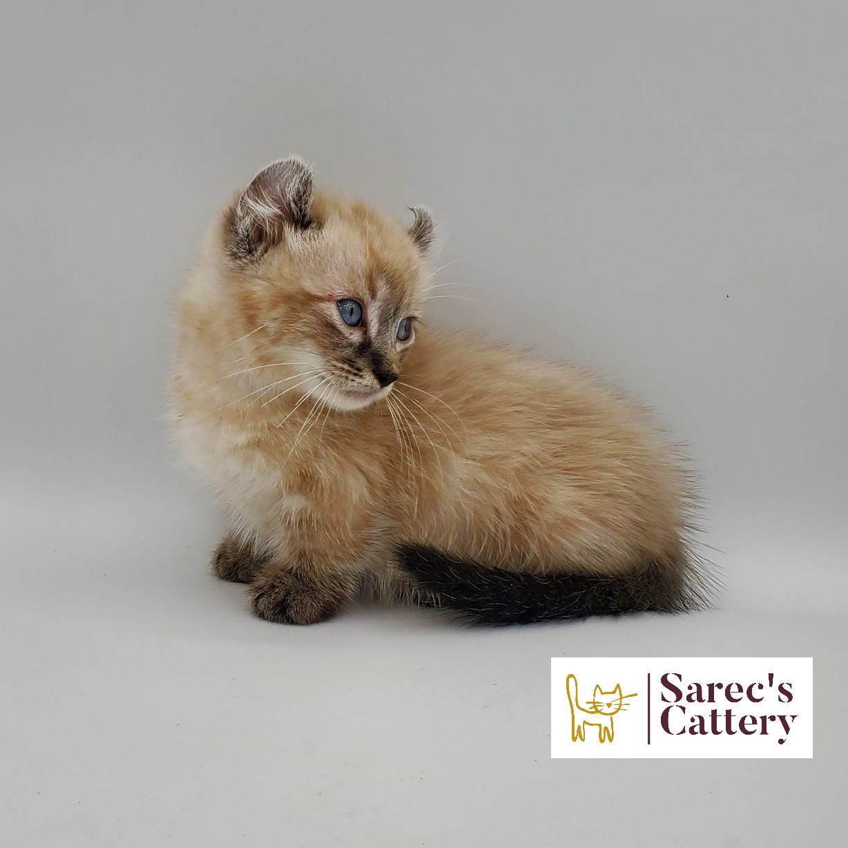 dilute minskin calico female Sphynx kitten sitting with leg tucked back