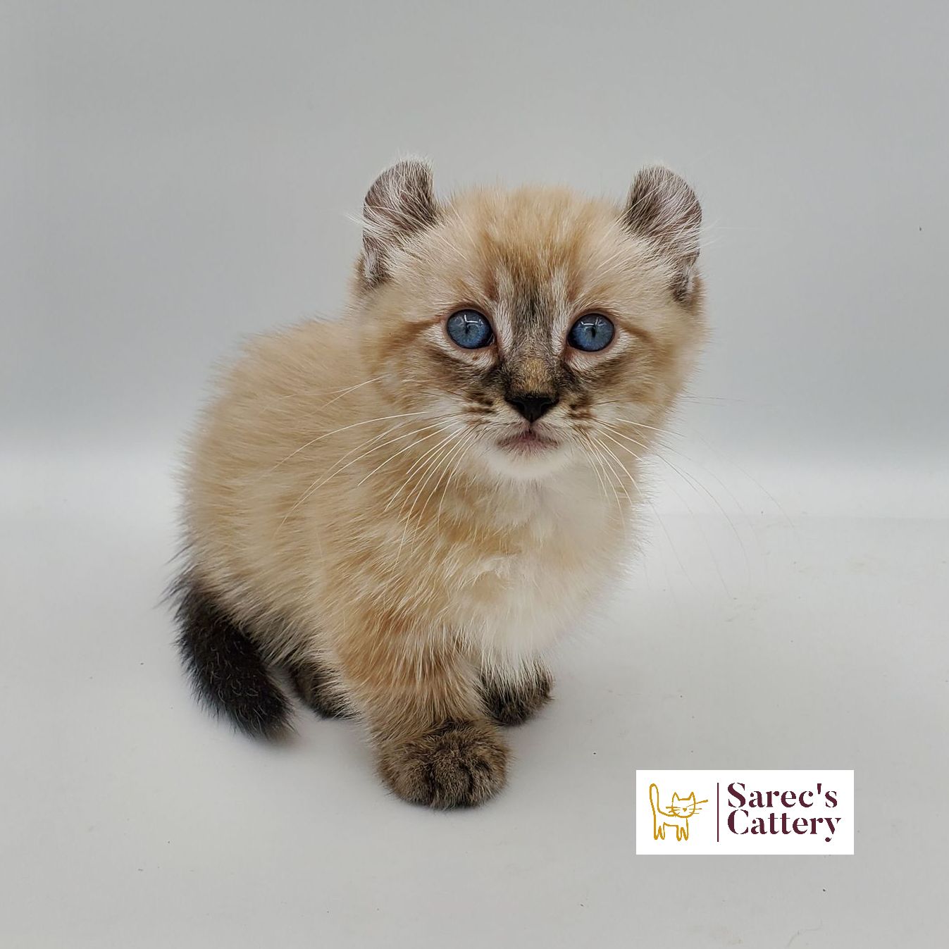 Dilute calico Sphynx female kitten sitting and looking forward