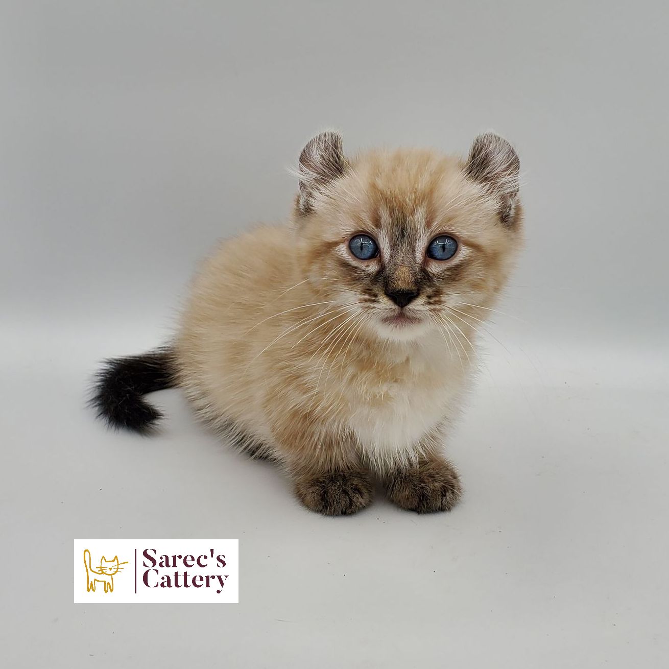 dilute minskin calico female Sphynx kitten sitting looking forward