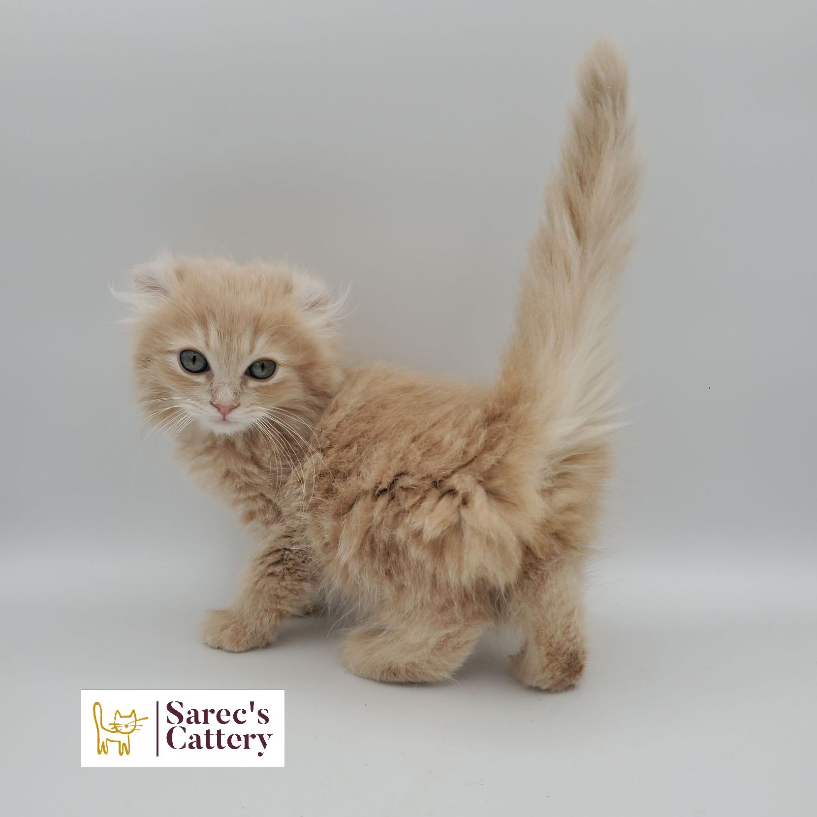 dilute calico female Sphynx kitten looking forward sitting