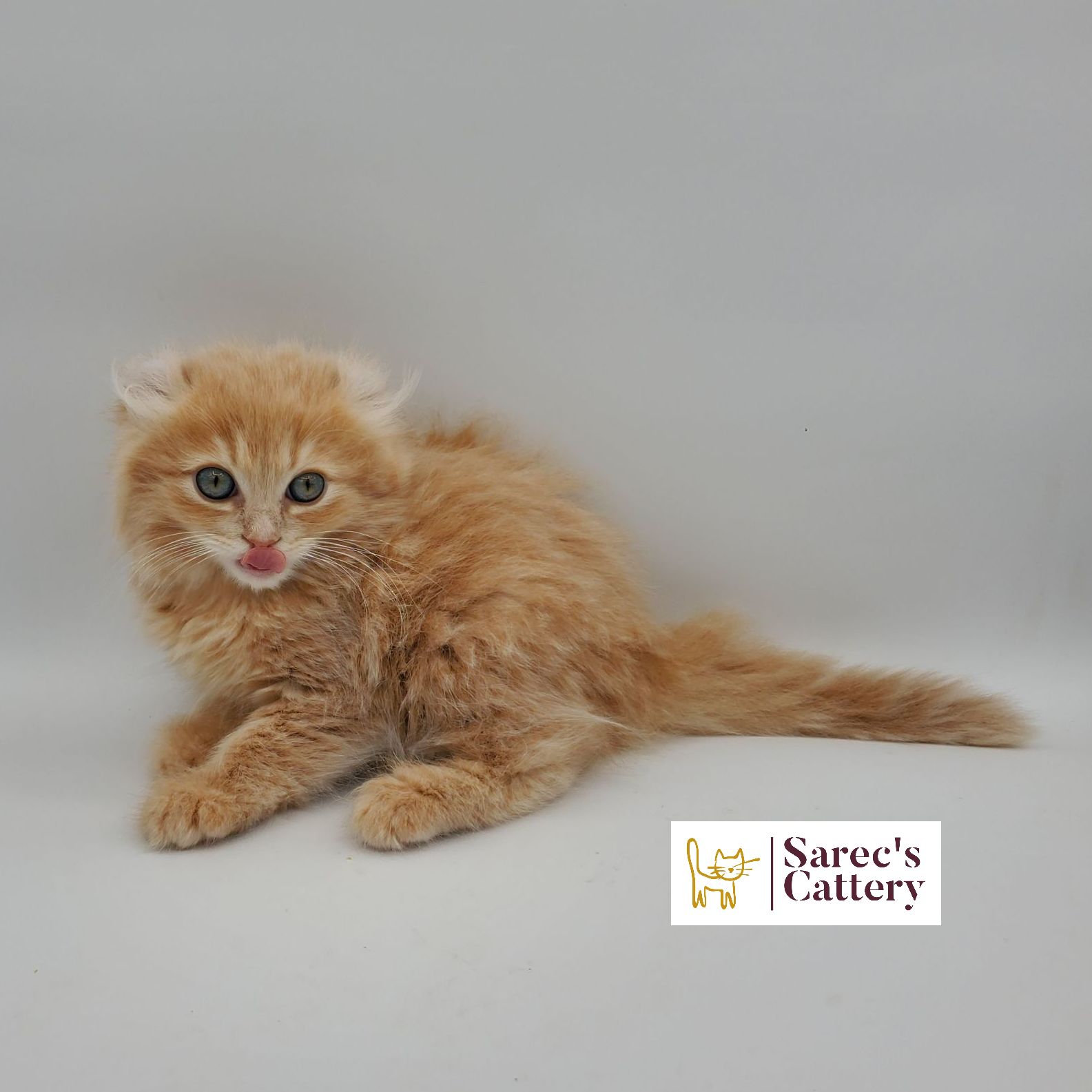 dilute calico female Sphynx kitten looking forward with leg out
