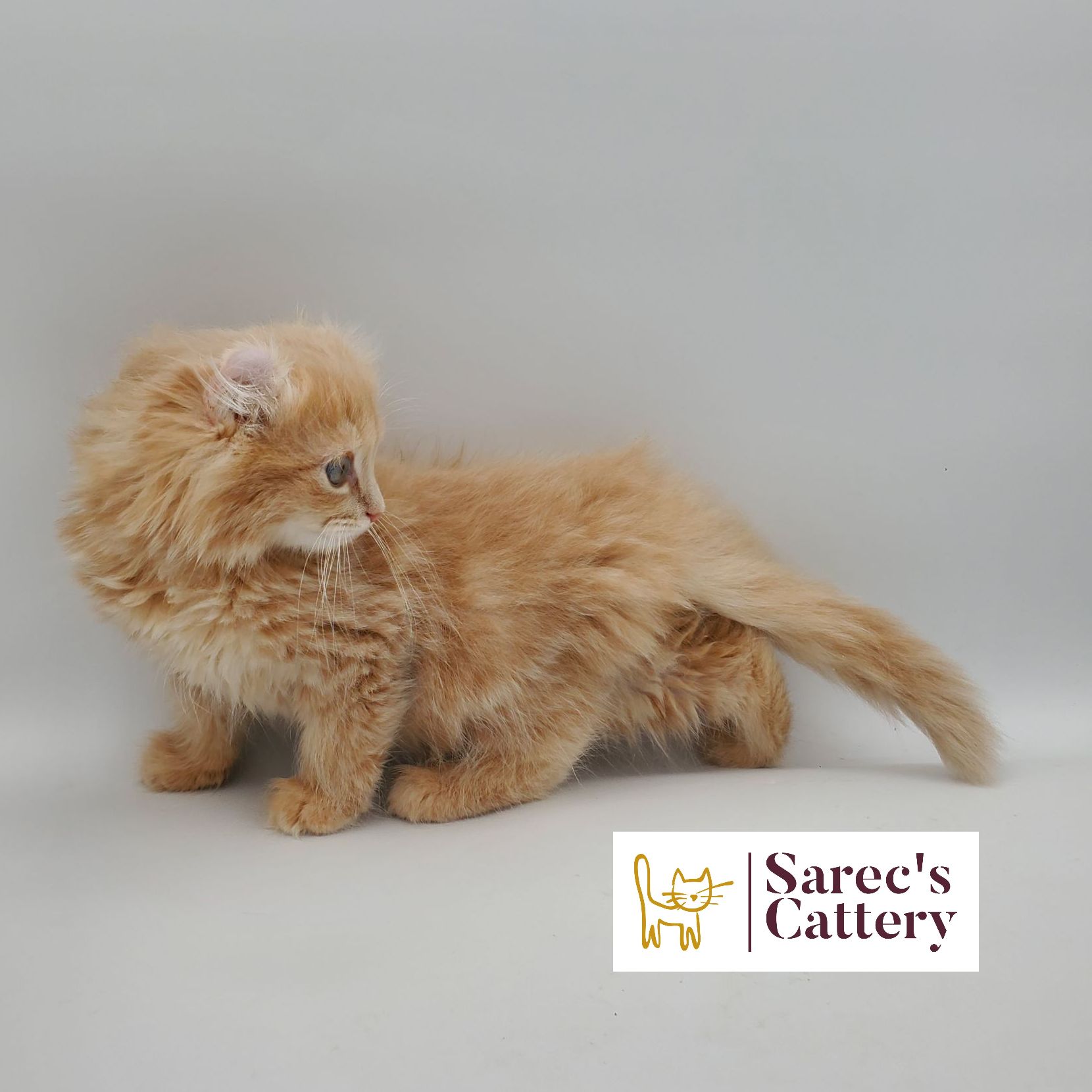 dilute calico female Sphynx kitten side and back profile