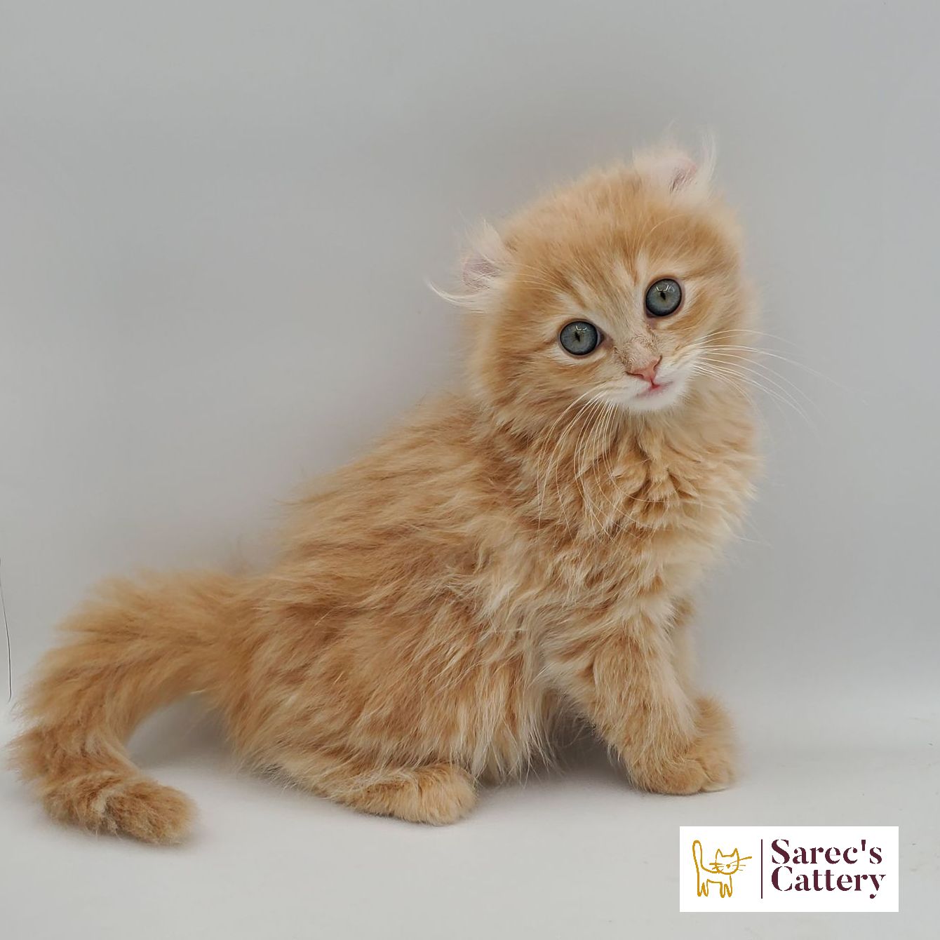 Buff colored female American Curl Kitten
