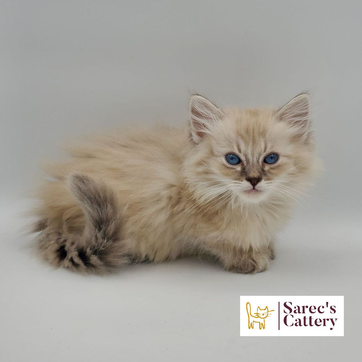 Blue pointed American Curl kitten