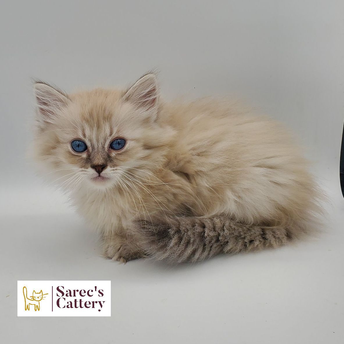 dilute minskin calico female Sphynx kitten standing looking forward