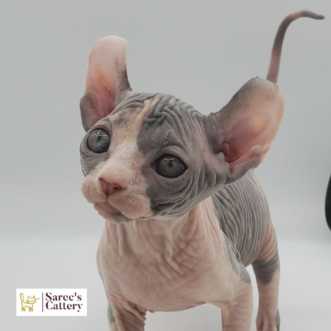 dilute calico female Sphynx kitten close up