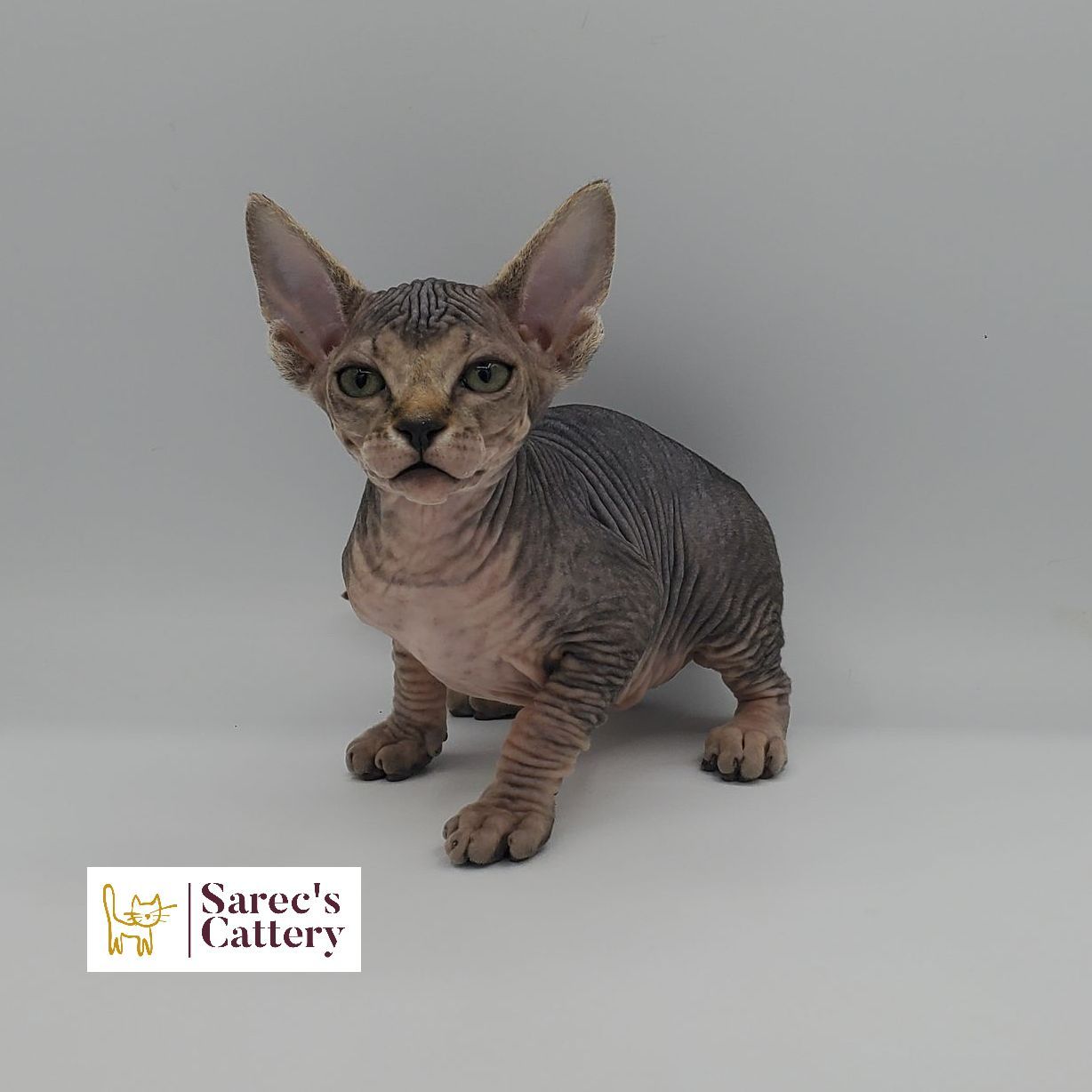 tabby Sphynx kitten smiling