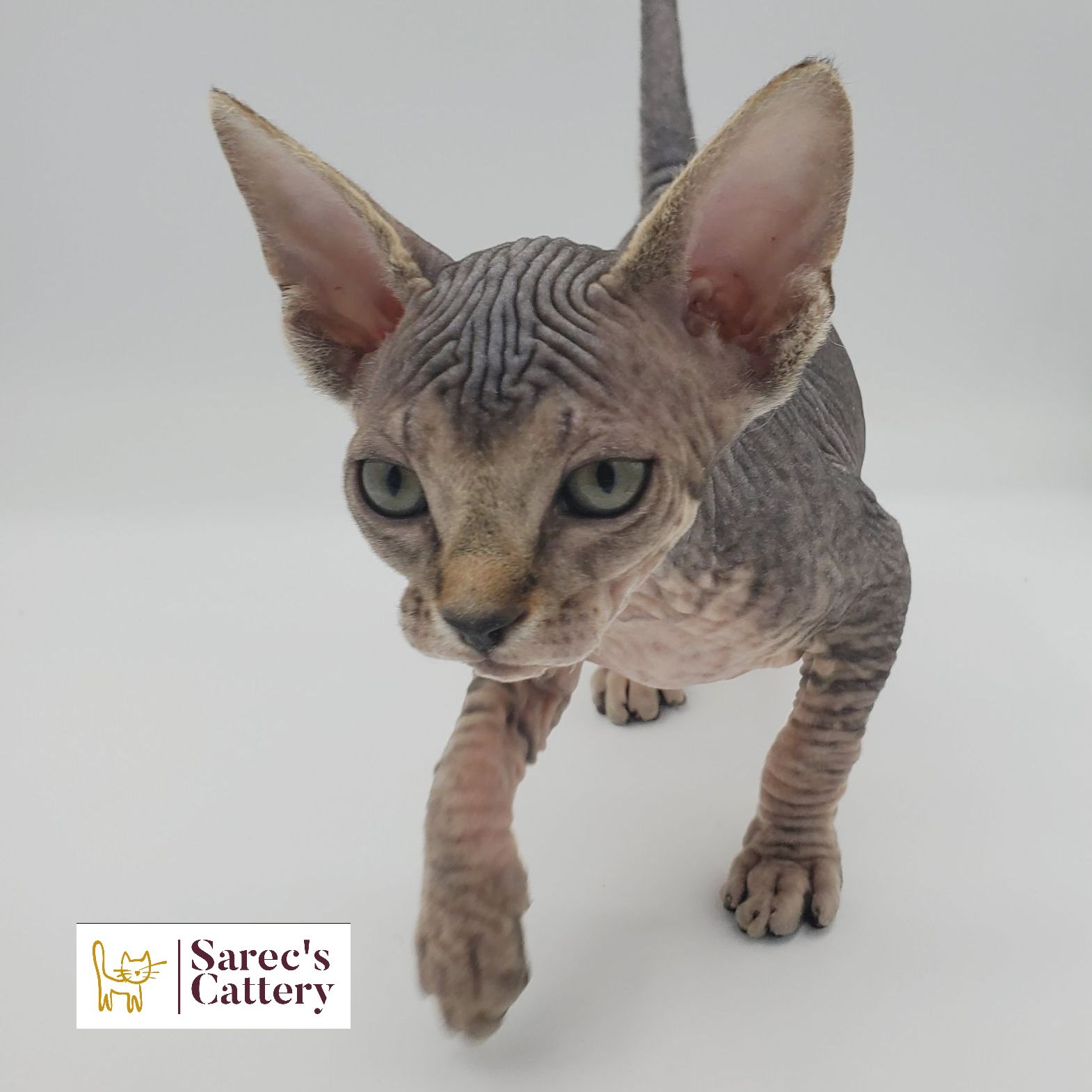 tabby Sphynx kitten taking a step