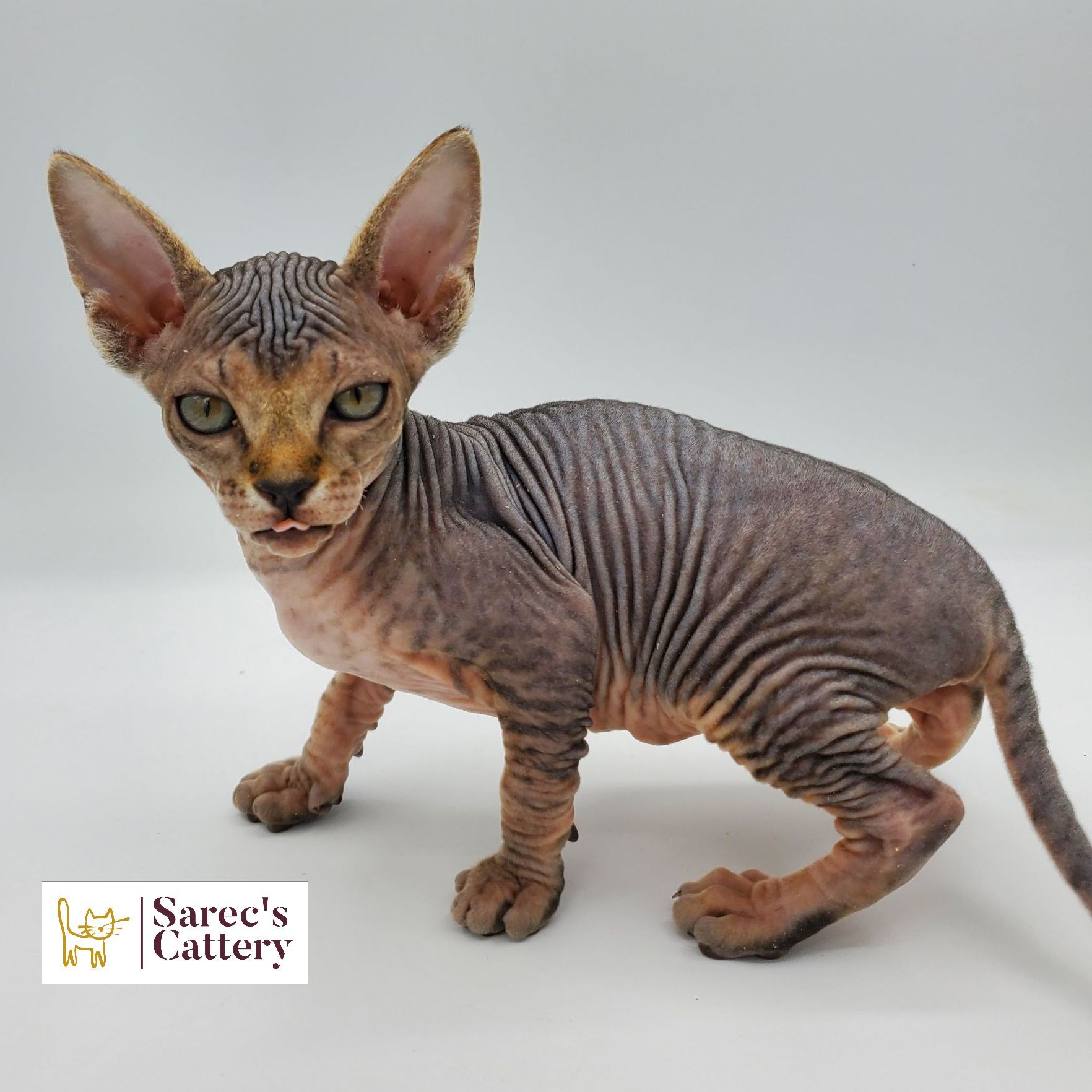 tabby Sphynx kitten looking forward