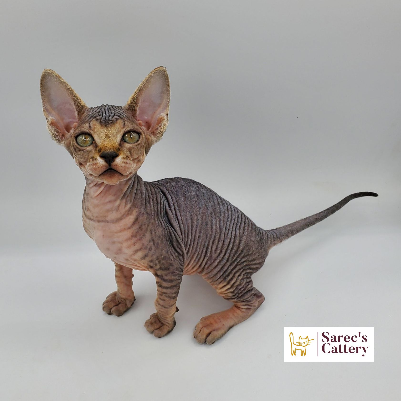 Sphynx female kitten sitting and looking forward