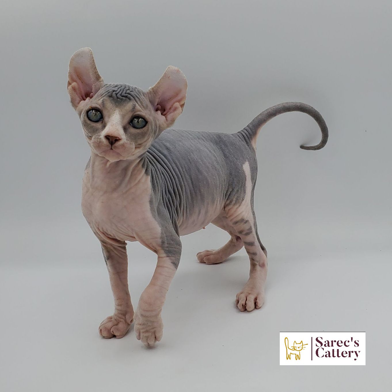 Dilute bi-color Sphynx female kitten looking forward