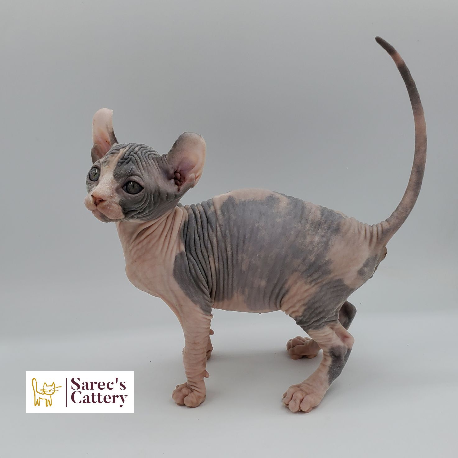 dilute calico female Sphynx kitten from the side