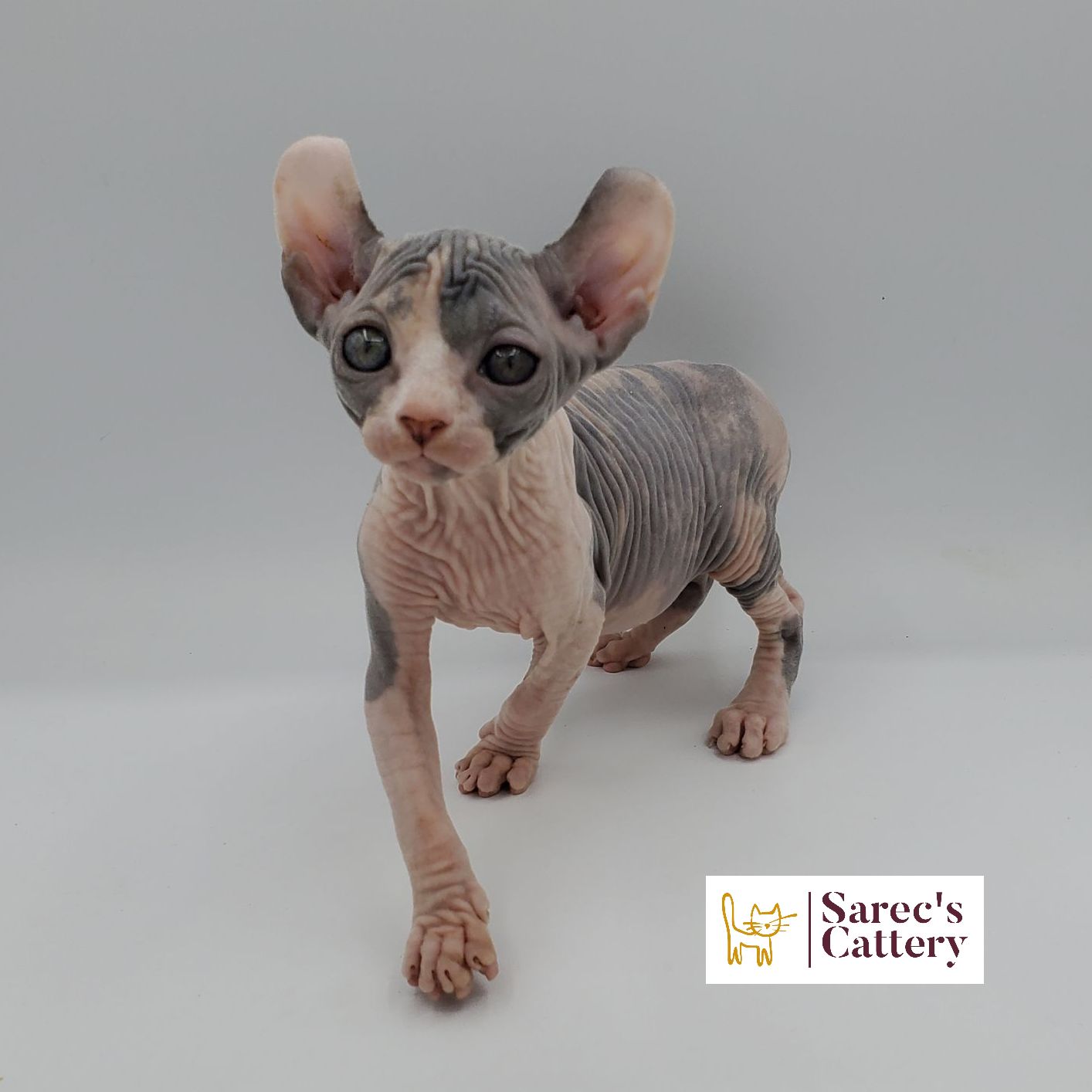 dilute calico female Sphynx kitten looking forward with leg out
