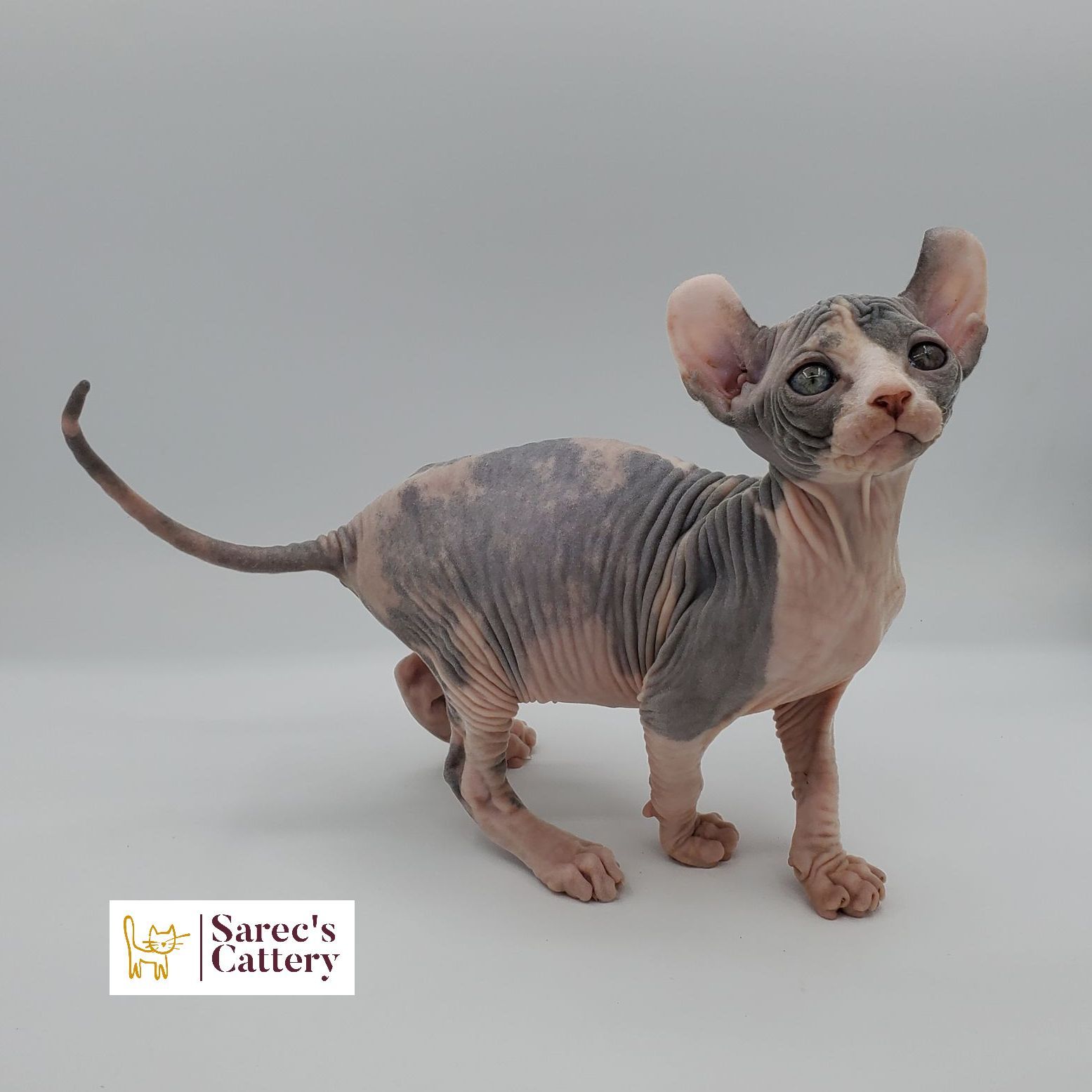 Dilute calico Sphynx female kitten looking forward
