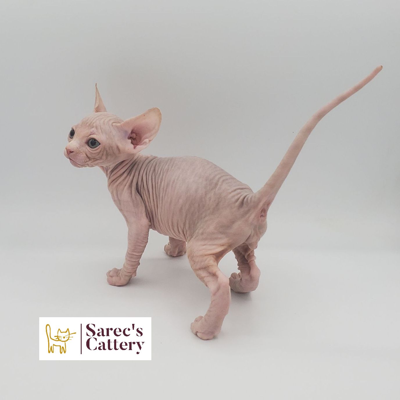 Male cream and white Sphynx kitten looking back