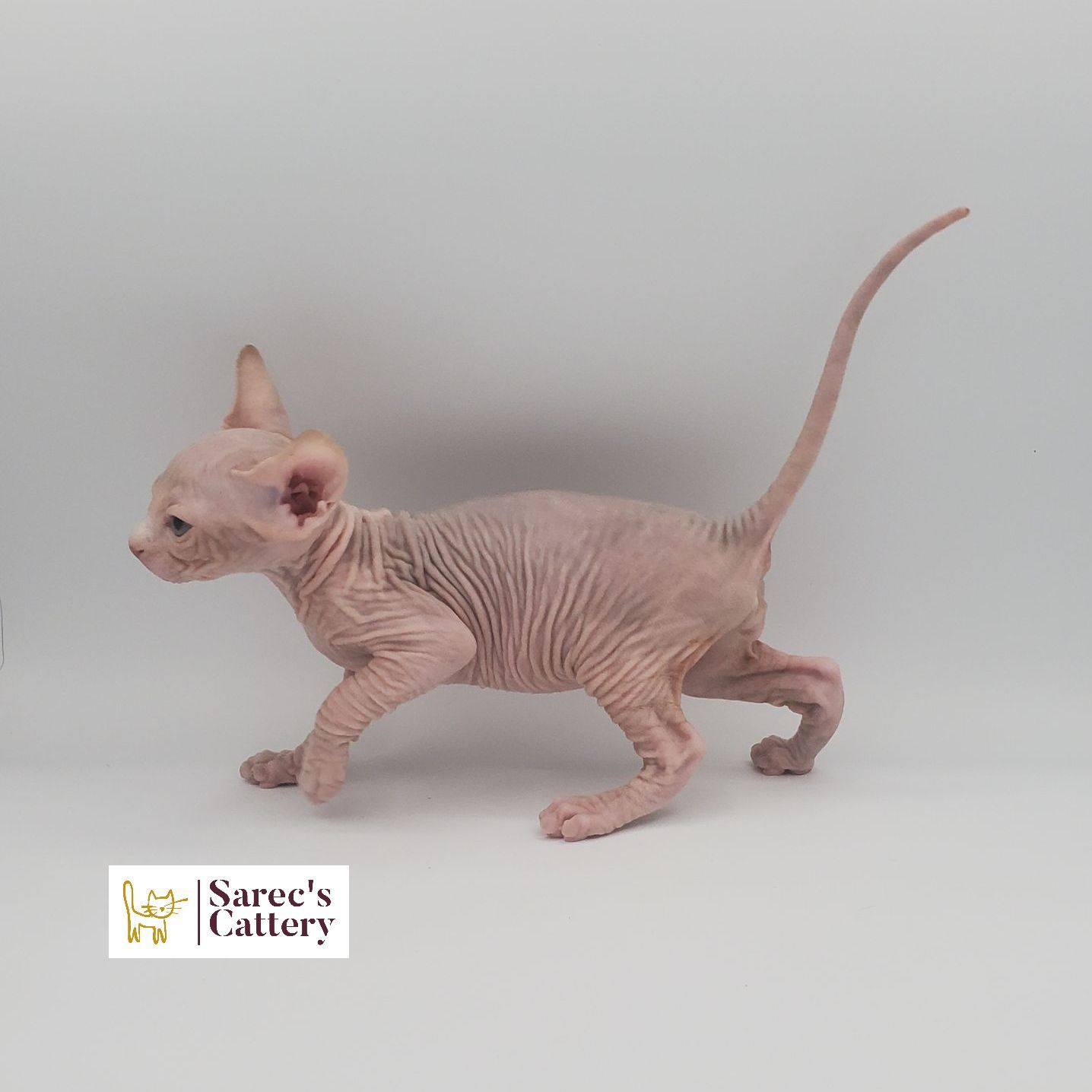 Male cream and white Sphynx kitten from the side walking forward