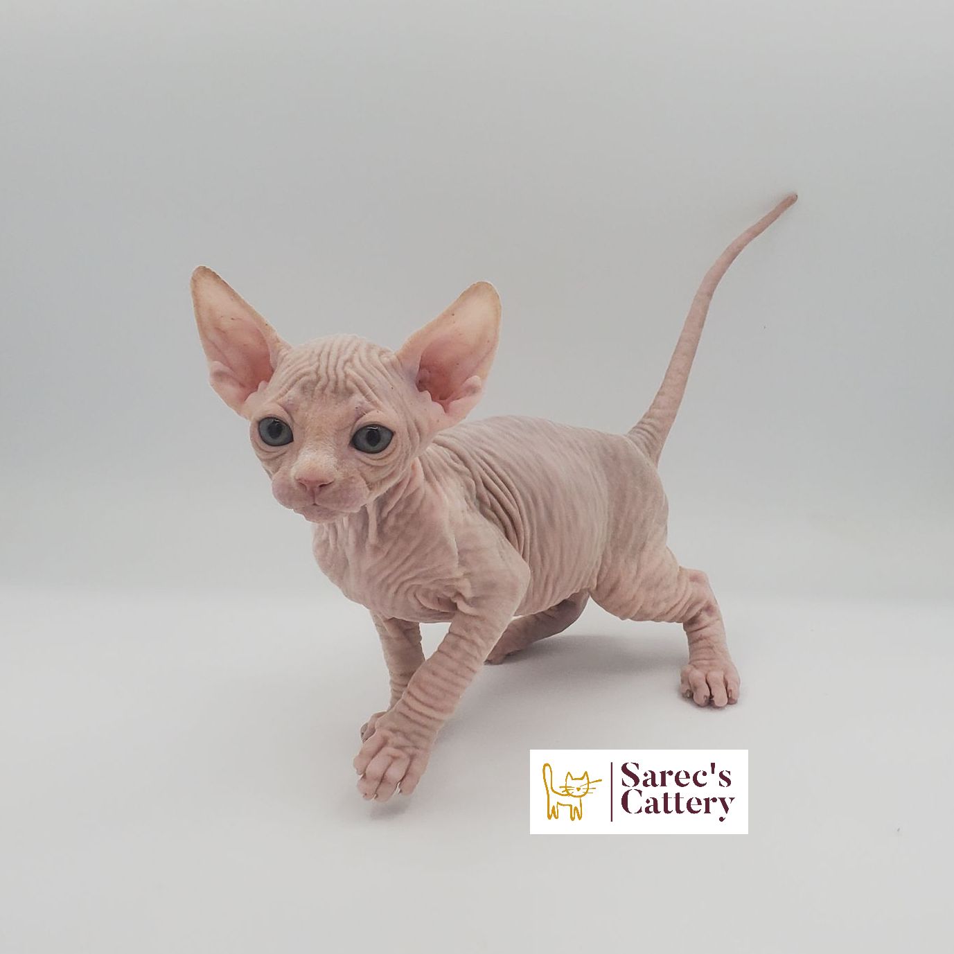 Male cream and white Sphynx kitten stepping forward