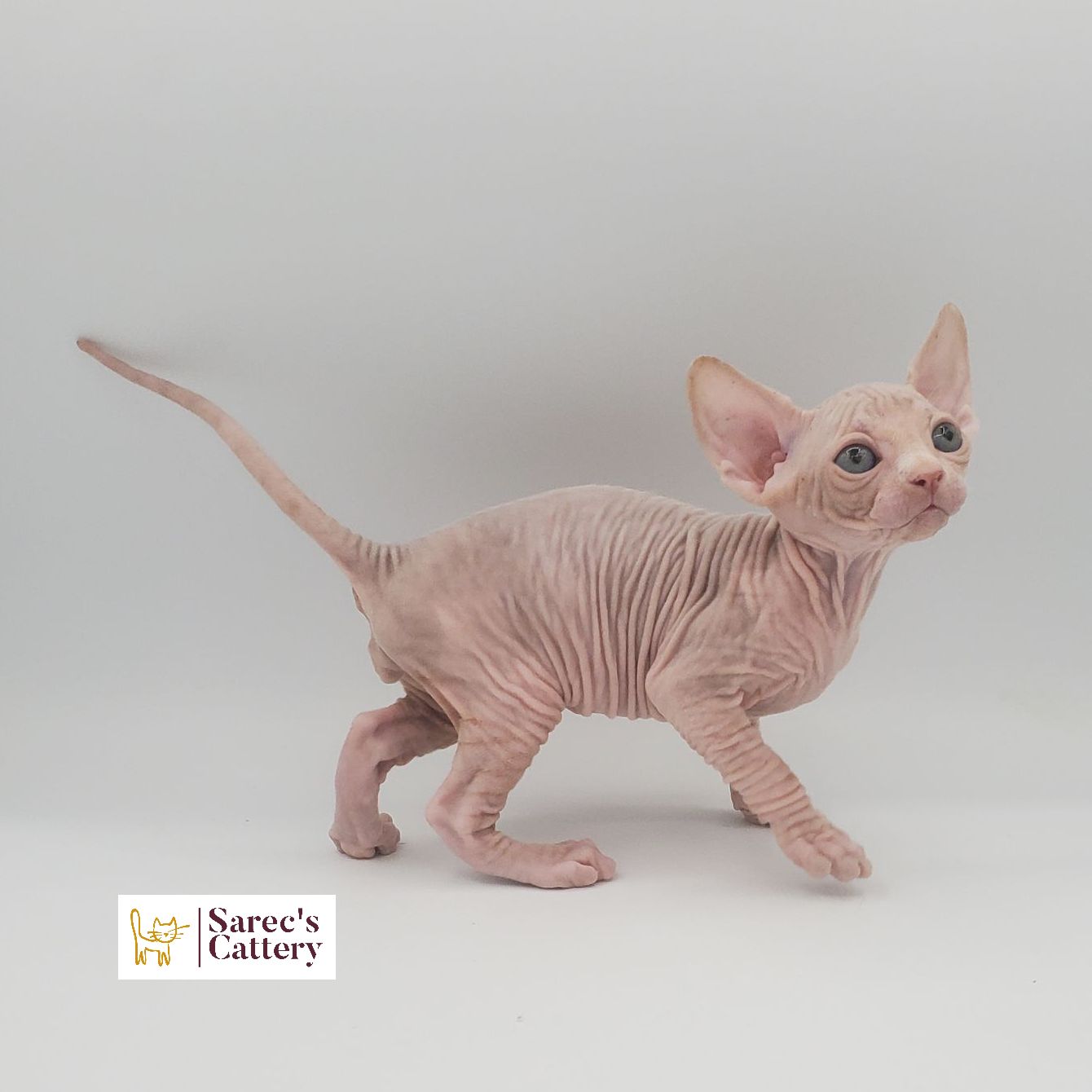 Male cream and white Sphynx kitten from the side