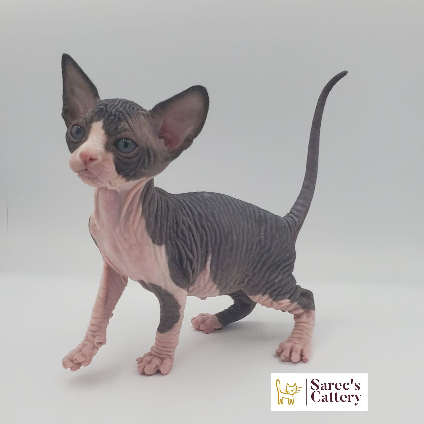 male bi-color Sphynx kitten excited to see whats going on