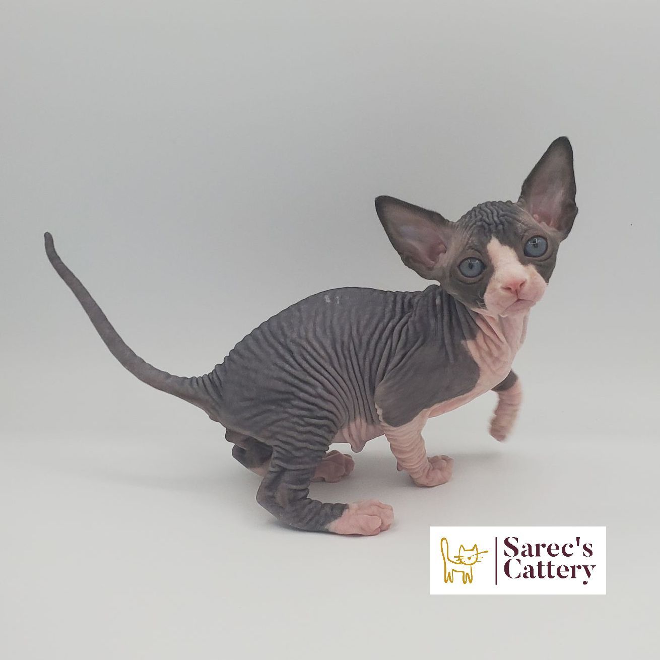 Male bi-color Sphynx kitten with front paw up
