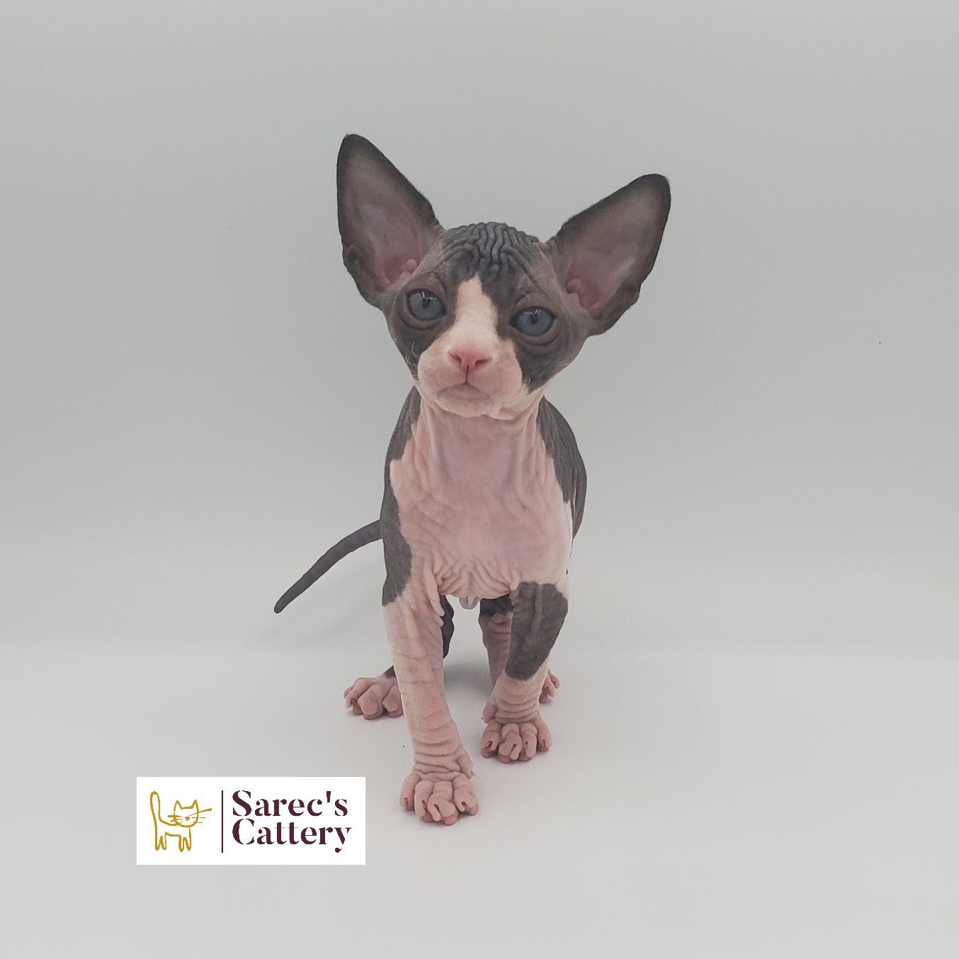 male bi-color Sphynx kitten standing looking forward