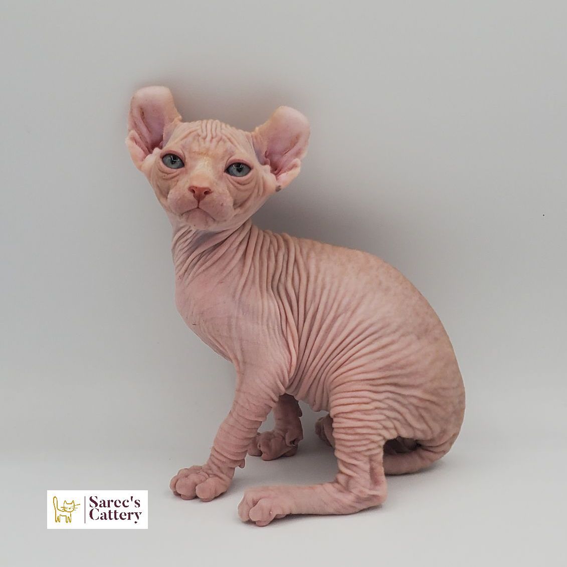 Male Elf Sphynx kitten sitting