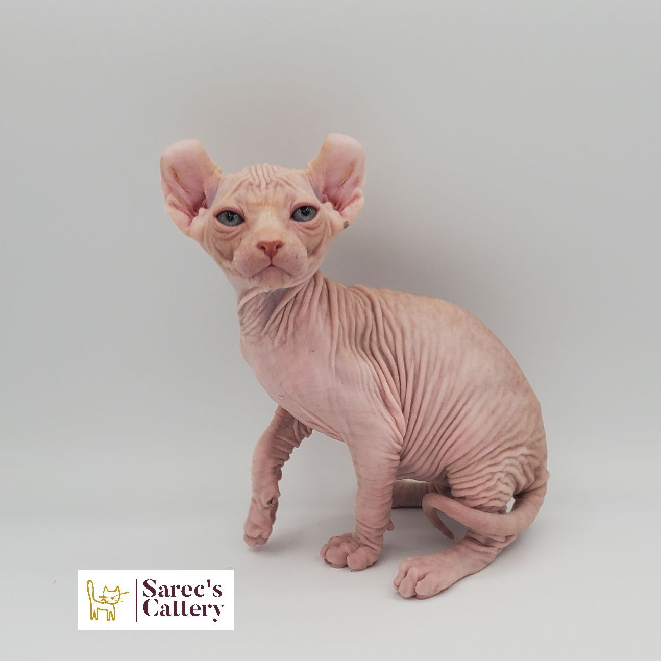 Male white elf-eared Sphynx kitten sitting with right paw up