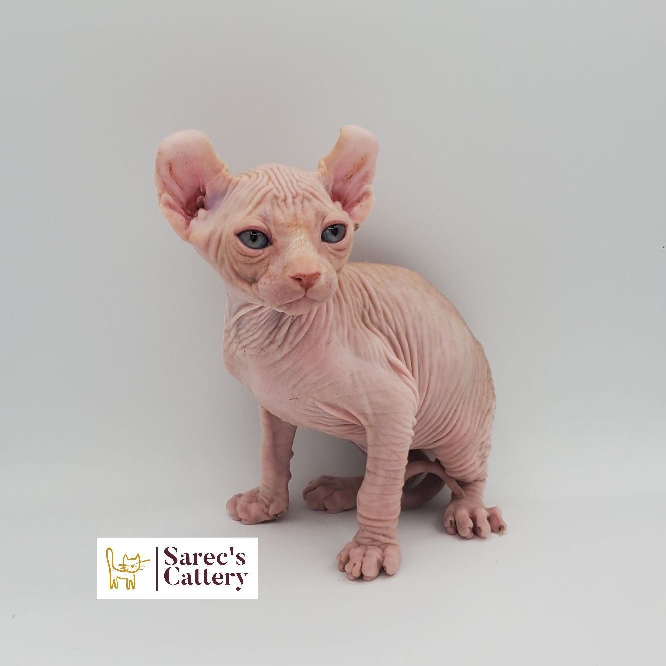 Male white elf-eared Sphynx kitten sitting