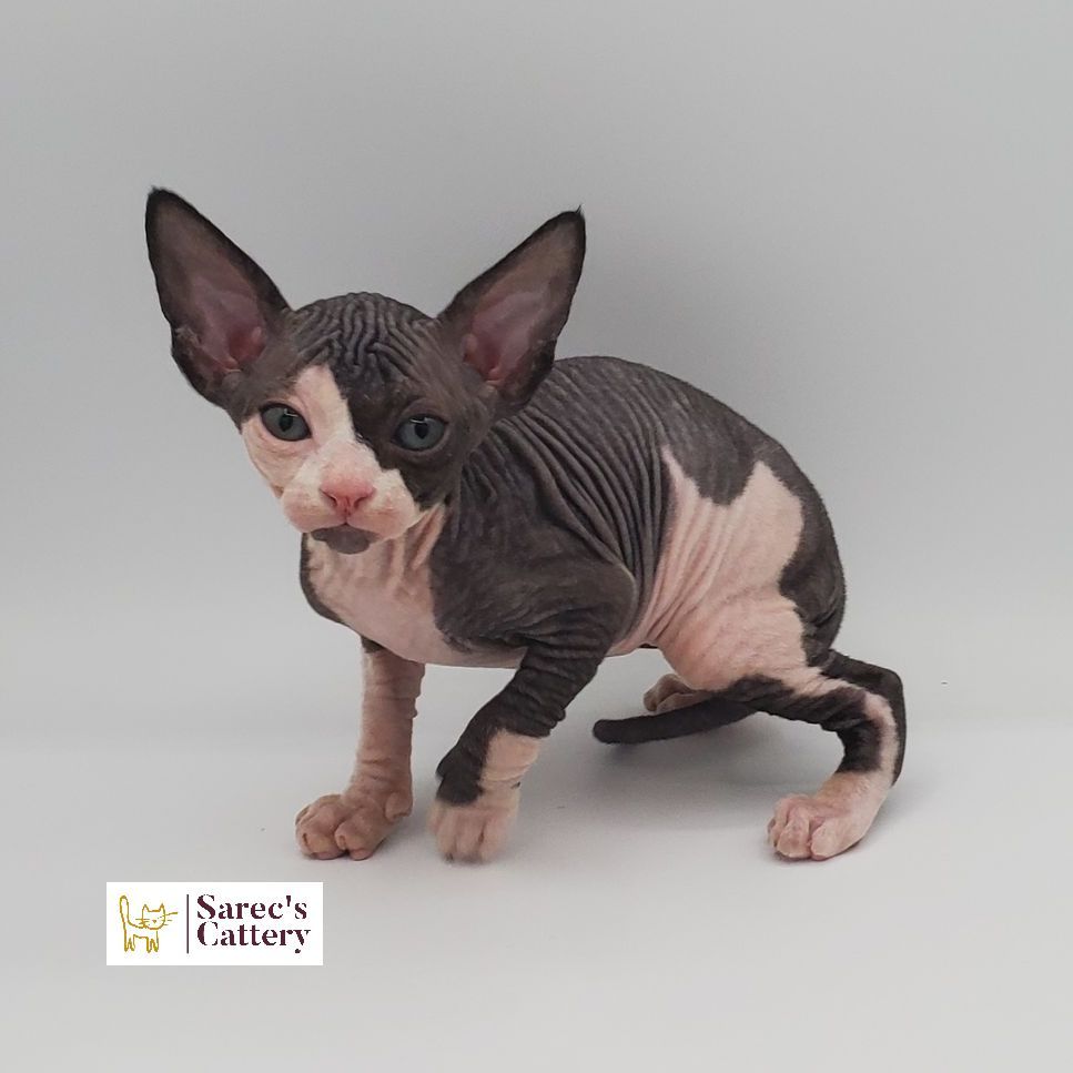 Male bi-color Sphynx kitten crowching