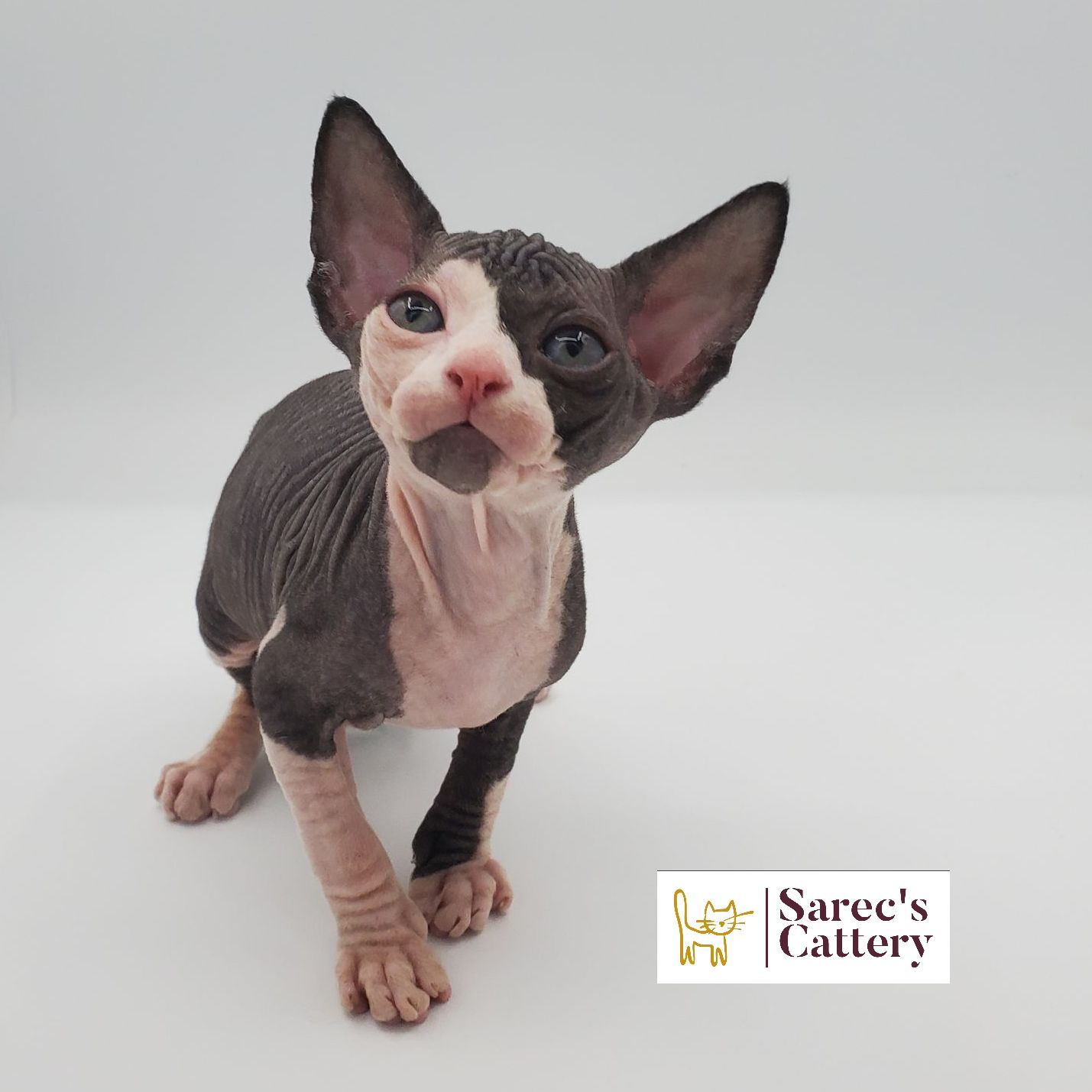 Male bi-color Sphynx kitten with head tilted