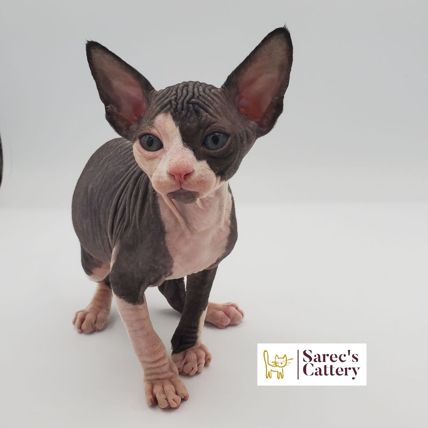 Male bi-color Sphynx kitten standing looking left
