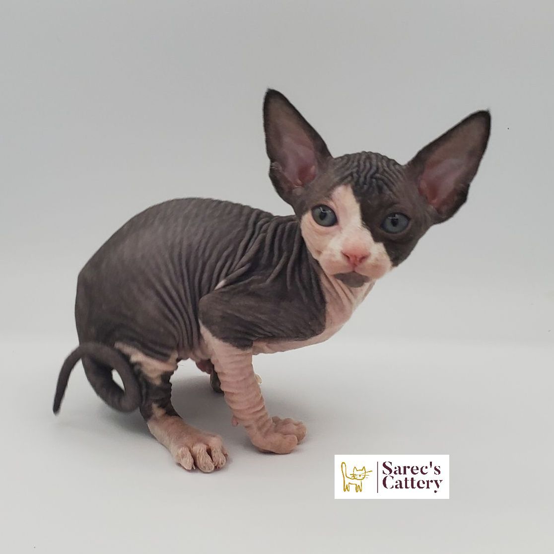 Male bi-color Sphynx sitting