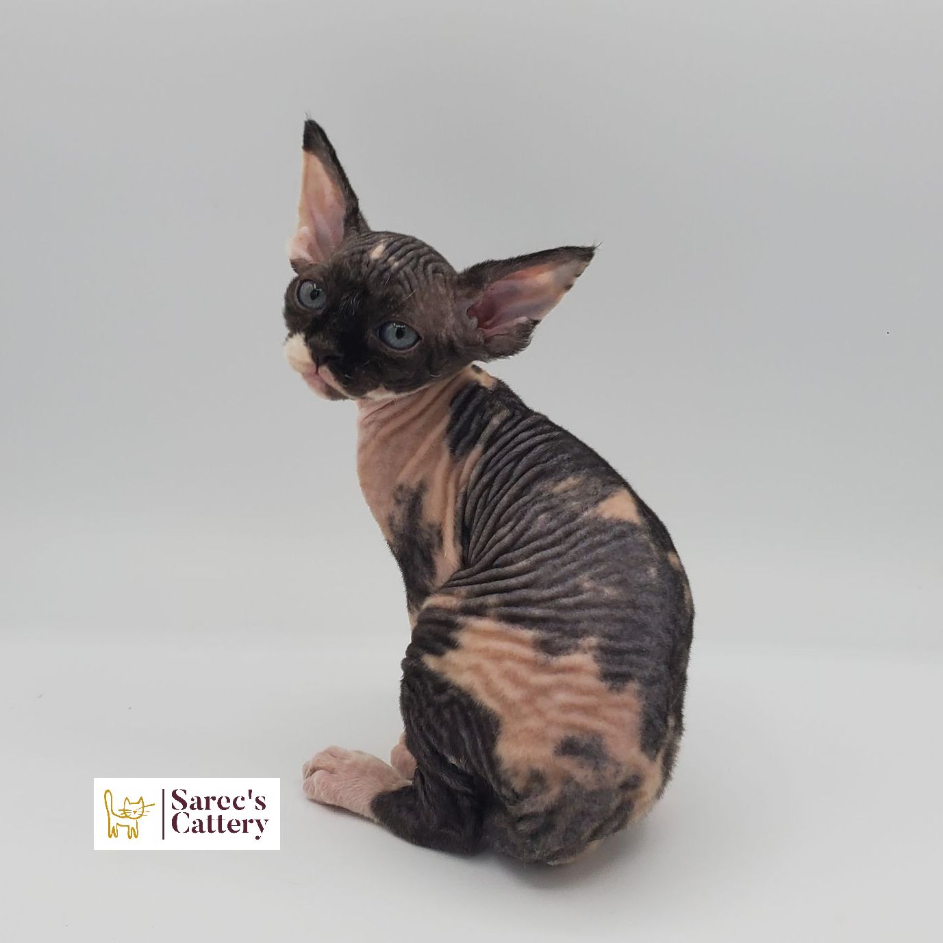 Calico Sphynx kitten sitting with head looking back